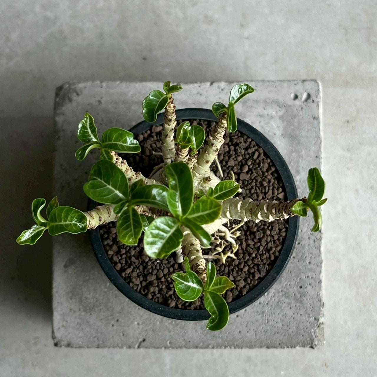 アデニウム メデューサ D.H.A 獅子葉｜Adenium Dorset Horn 塊根植物