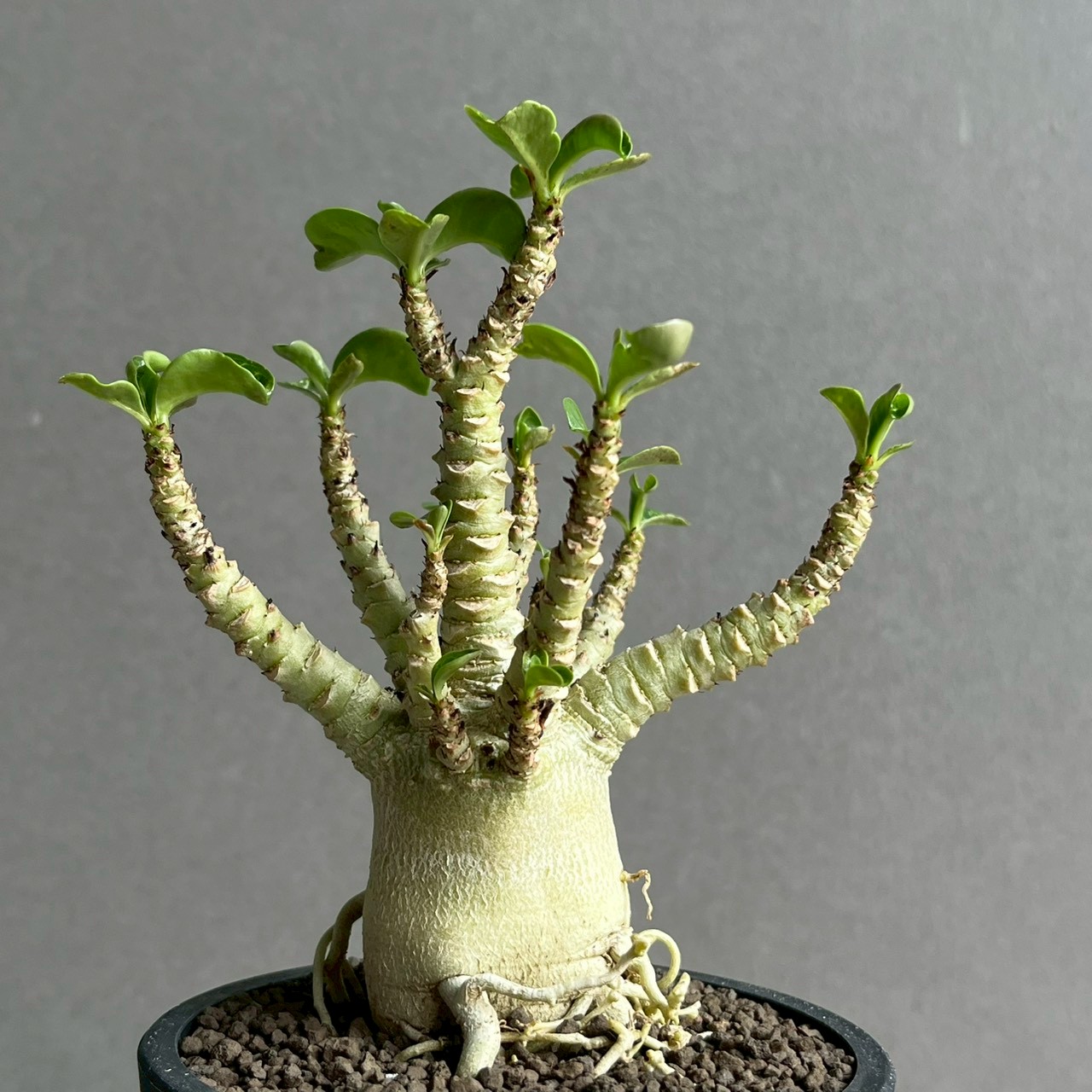 アデニウム メデューサ D.H.A 獅子葉｜Adenium Dorset Horn 塊根植物