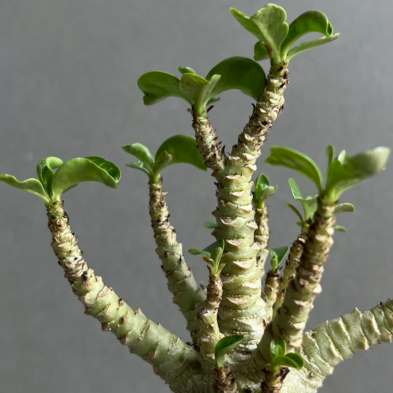 アデニウム メデューサ D.H.A 獅子葉｜Adenium Dorset Horn 塊根植物