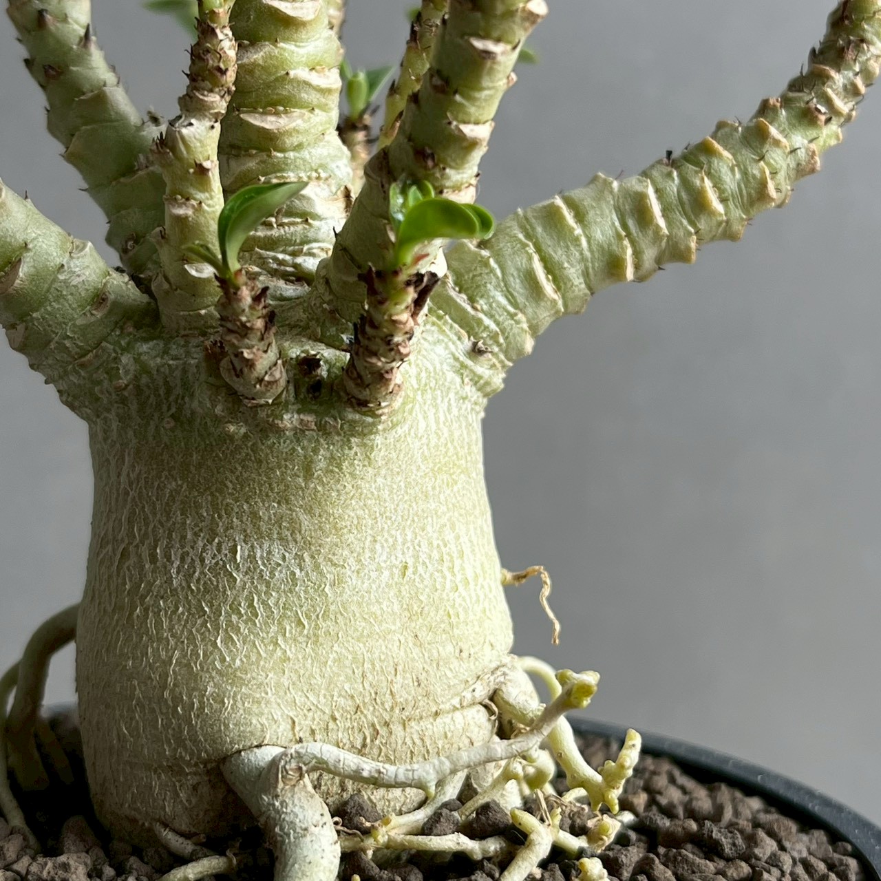 アデニウム メデューサ D.H.A 獅子葉｜Adenium Dorset Horn 塊根植物