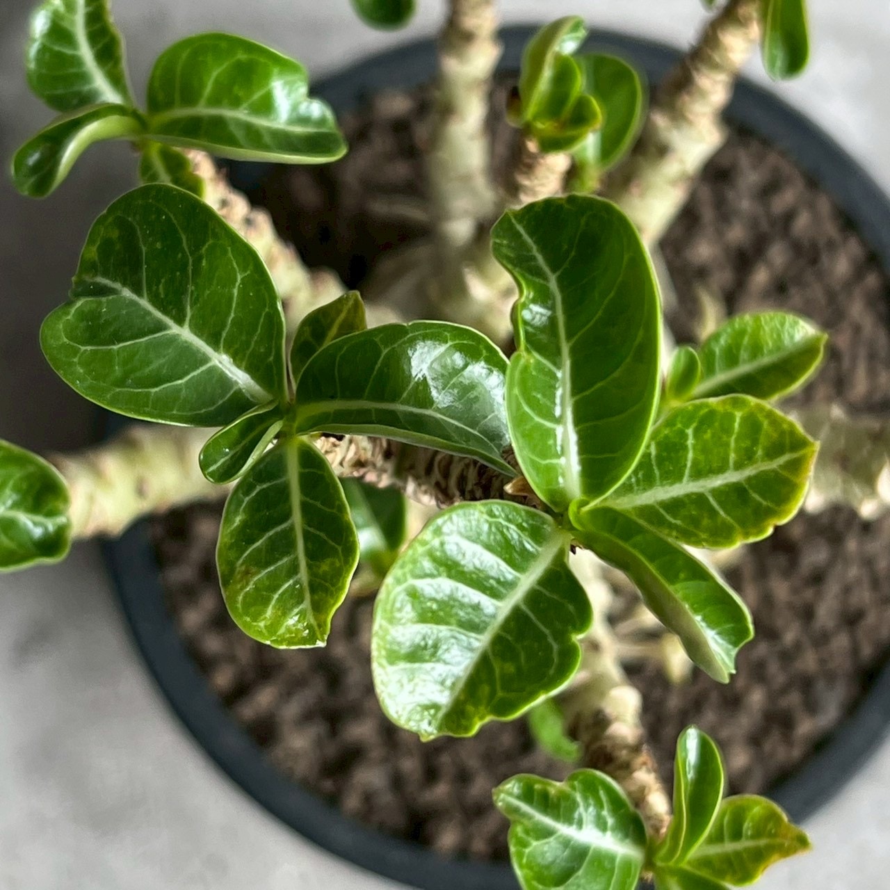 アデニウム メデューサ D.H.A 獅子葉｜Adenium Dorset Horn 塊根植物