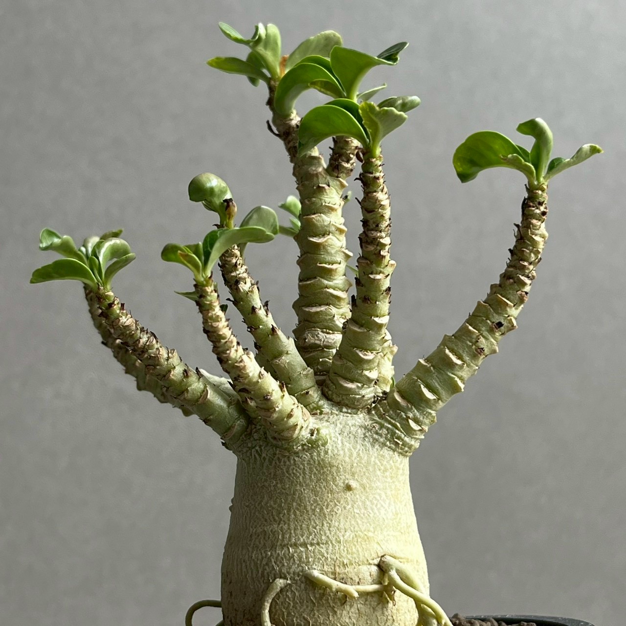 アデニウム メデューサ D.H.A 獅子葉｜Adenium Dorset Horn 塊根植物