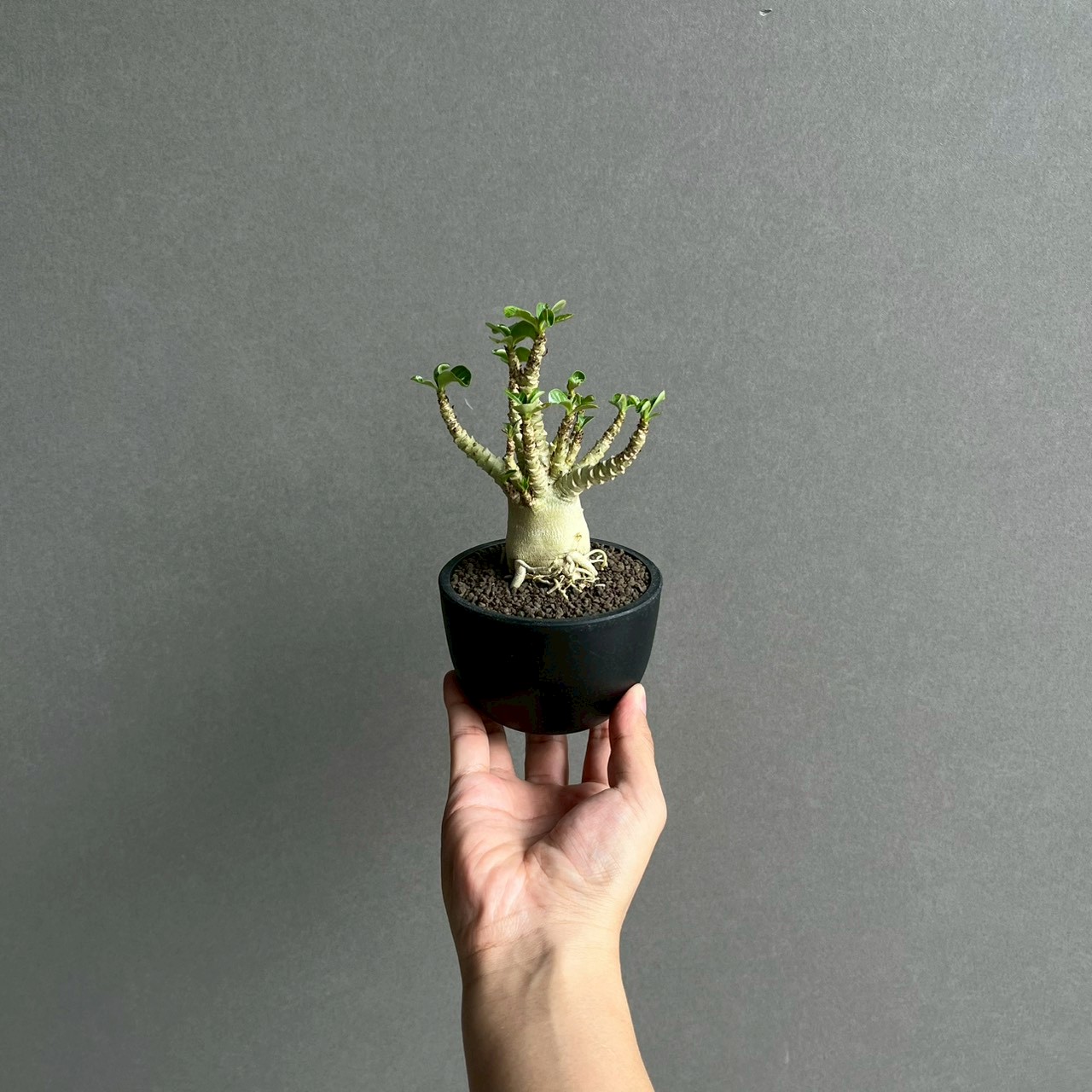 アデニウム メデューサ D.H.A 獅子葉｜Adenium Dorset Horn 塊根植物