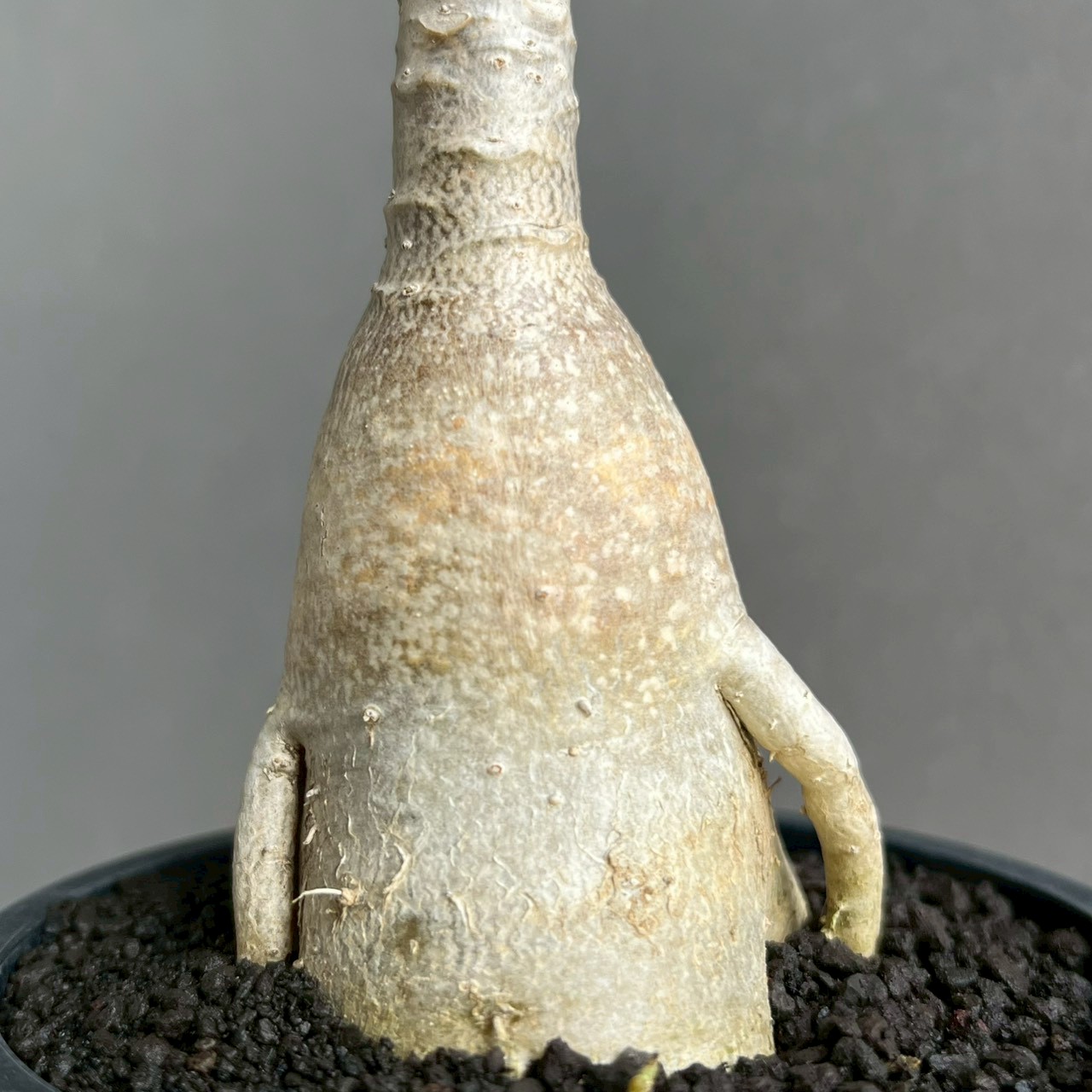アデニウム ソコトラナム｜美しい葉脈が魅力の希少アデニウム・実生苗