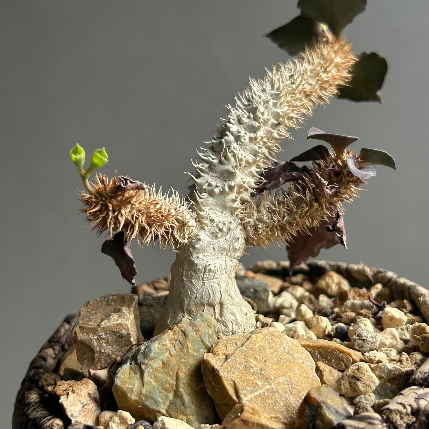 ユーフォルビア フランコイシー（実生苗）× plantsmonsters Pot｜個性