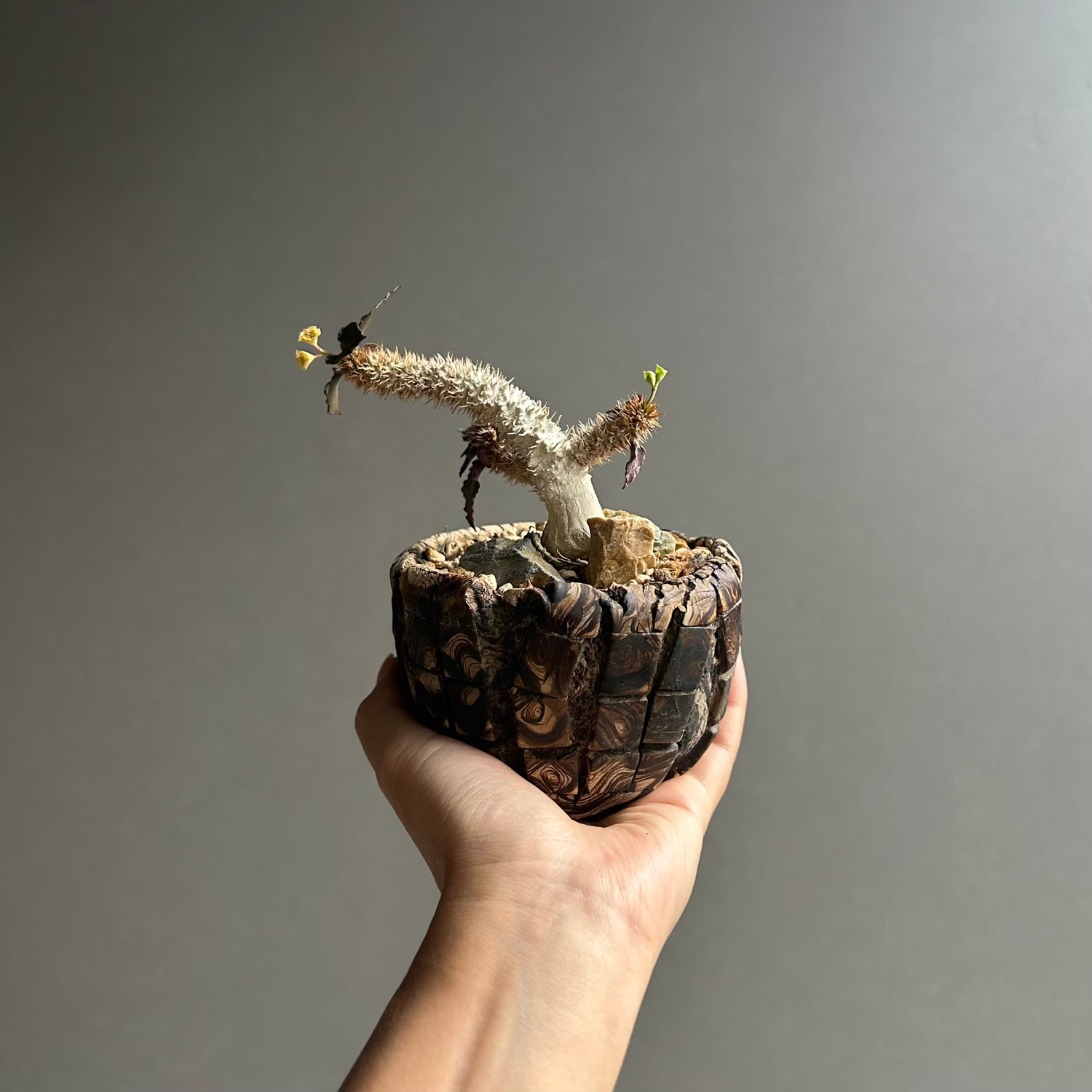 ユーフォルビア フランコイシー（実生苗）× plantsmonsters Pot｜個性