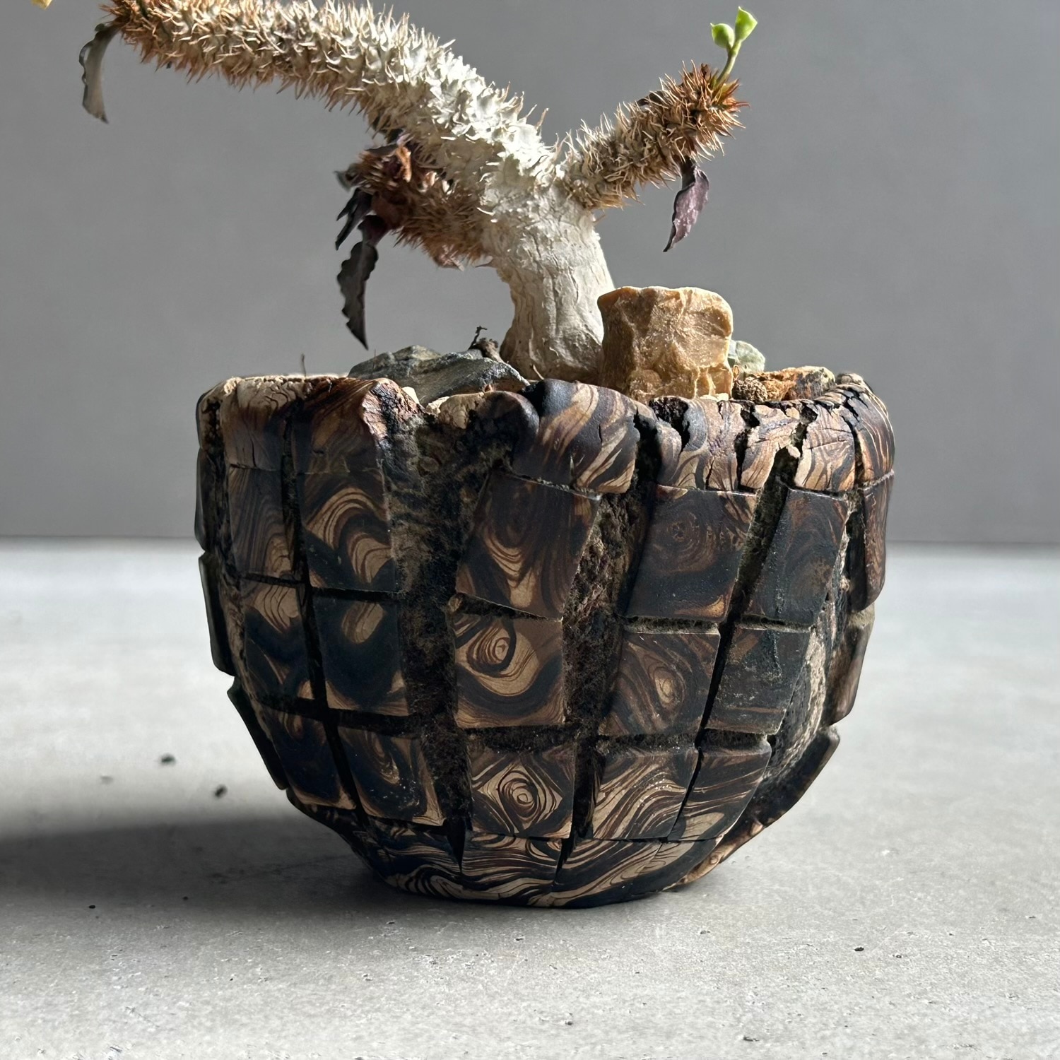 ユーフォルビア フランコイシー（実生苗）× plantsmonsters Pot｜個性