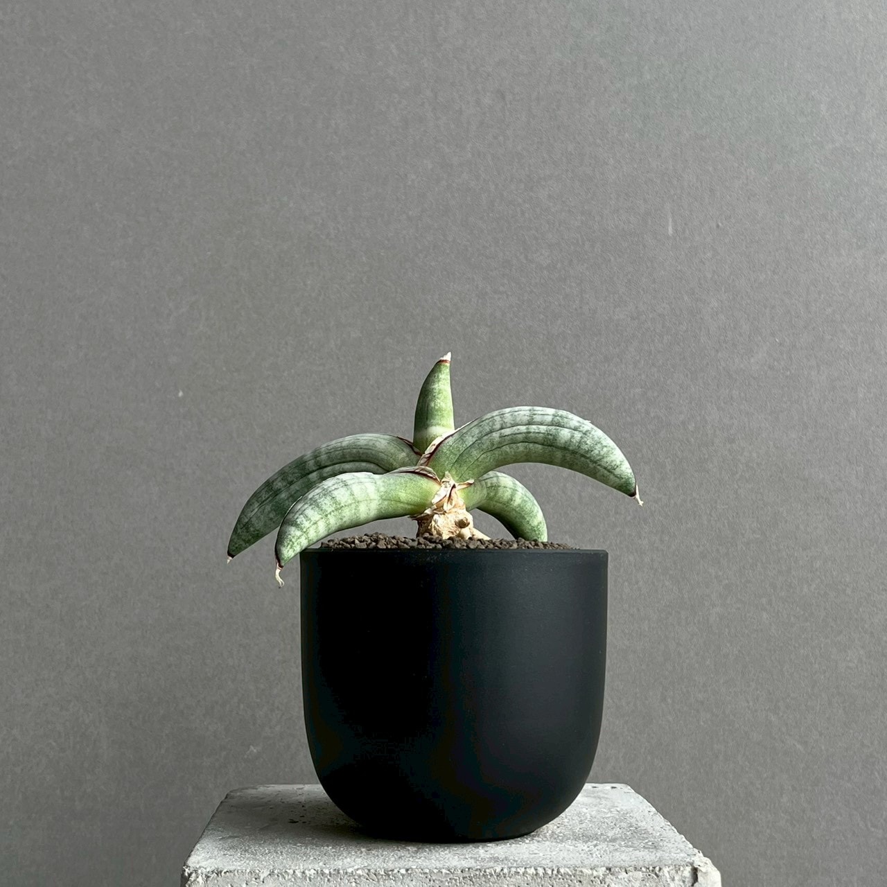 サンセベリア エイレンシス｜Sansevieria eilensis 希少種 観葉植物