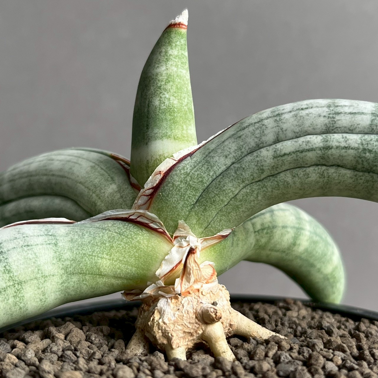 サンセベリア エイレンシス｜Sansevieria eilensis 希少種 観葉植物