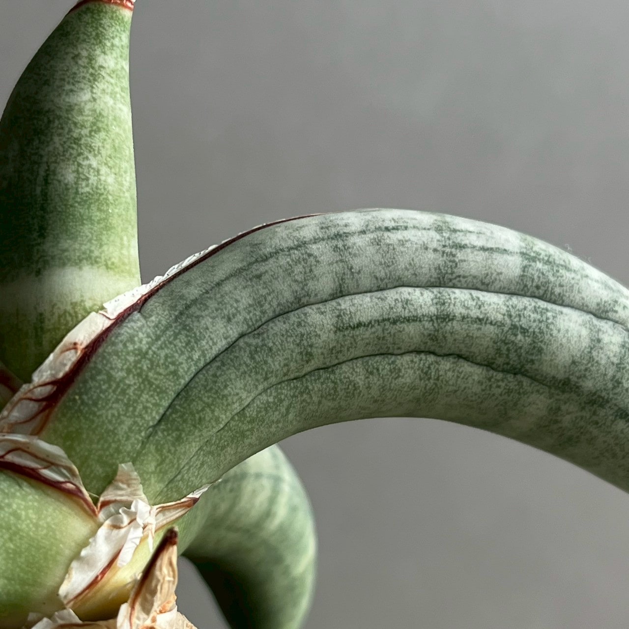 サンセベリア エイレンシス｜Sansevieria eilensis 希少種 観葉植物
