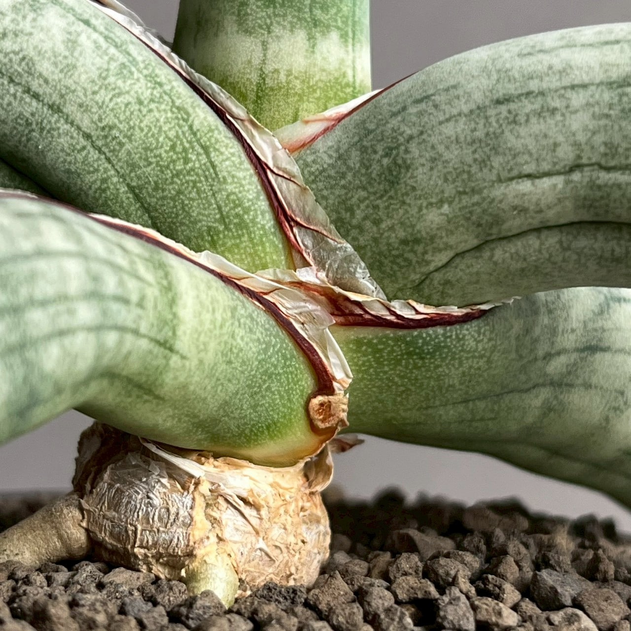 サンセベリア エイレンシス｜Sansevieria eilensis 希少種 観葉植物