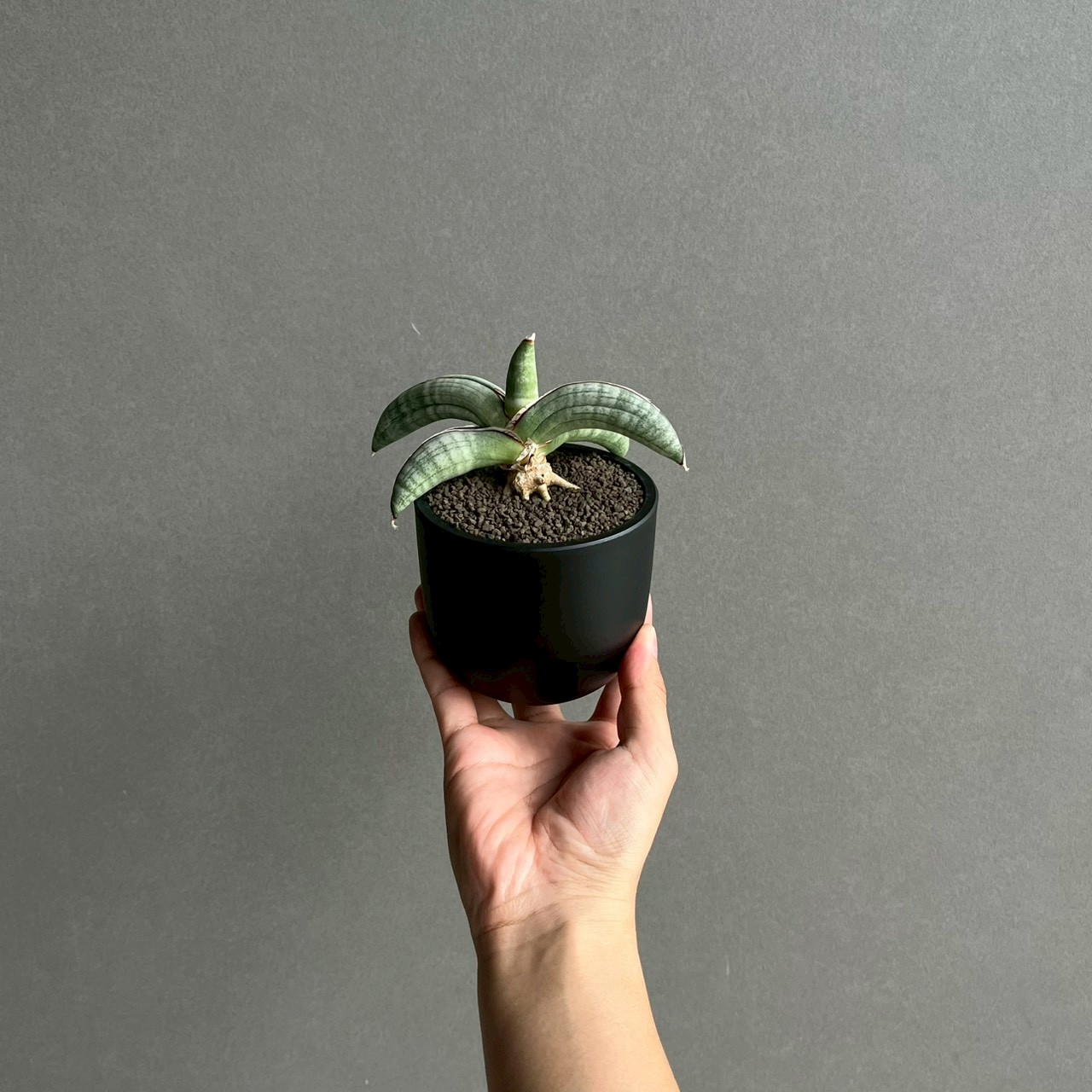 サンセベリア エイレンシス｜Sansevieria eilensis 希少種 観葉植物