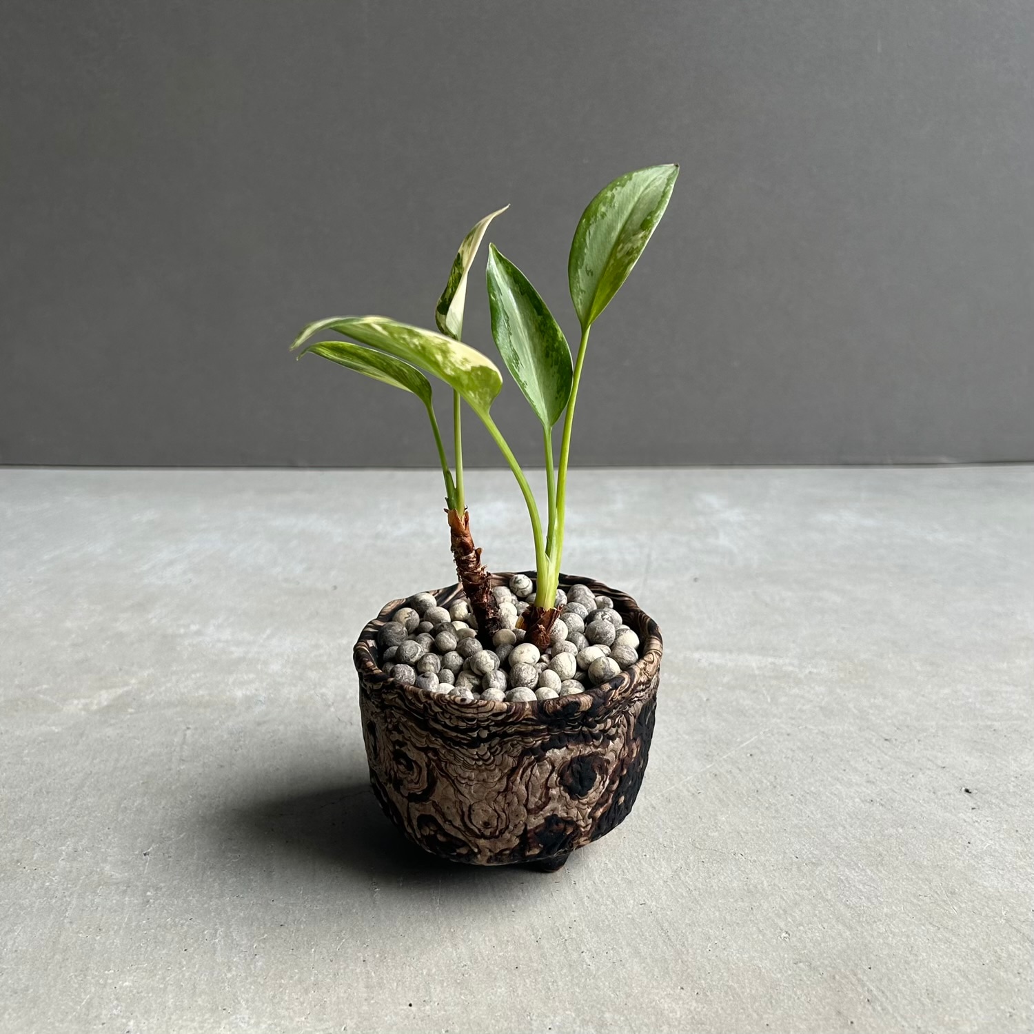 アグラオネマ スワンナプーム × plantsmonsters Pot｜タイ育種の美しい
