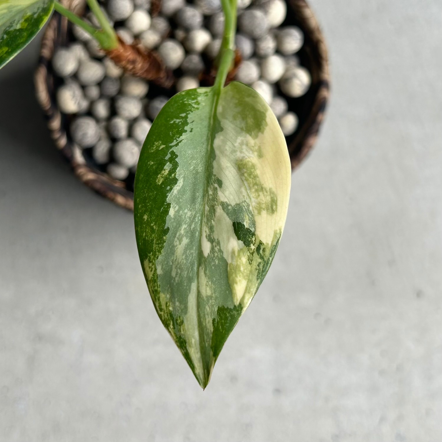 アグラオネマ スワンナプーム × plantsmonsters Pot｜タイ育種の美しい