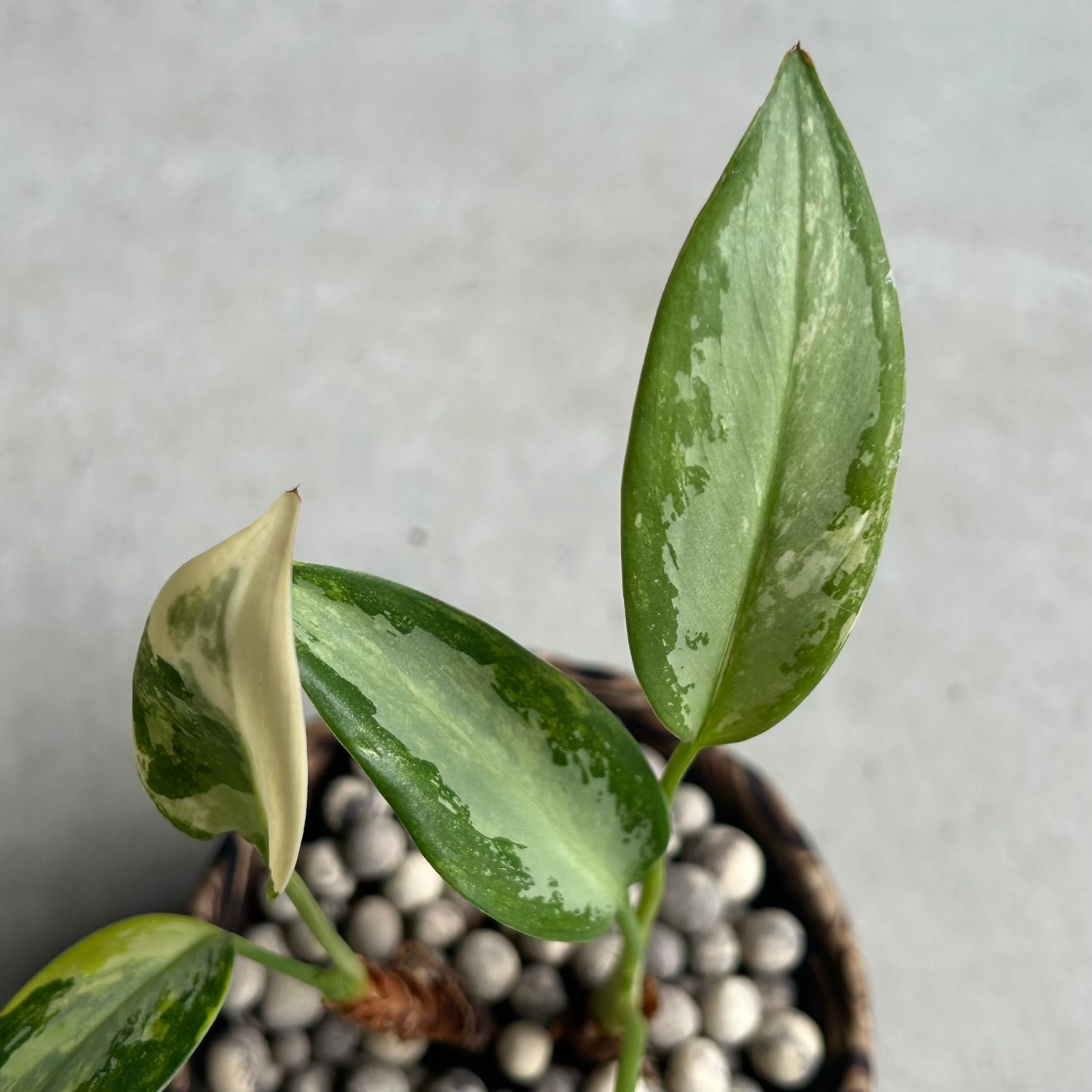 アグラオネマ スワンナプーム × plantsmonsters Pot｜タイ育種の美しい