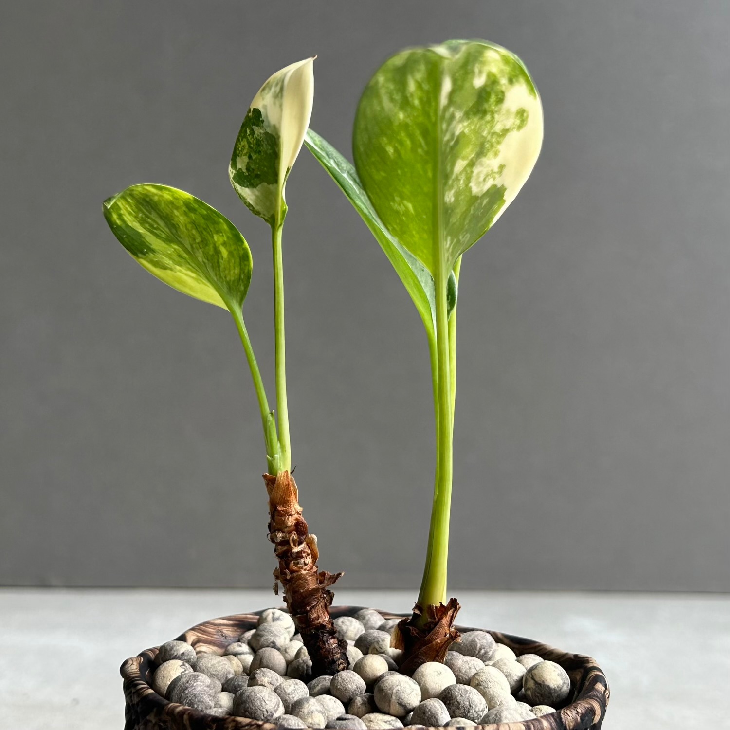 アグラオネマ スワンナプーム × plantsmonsters Pot｜タイ育種の美しい