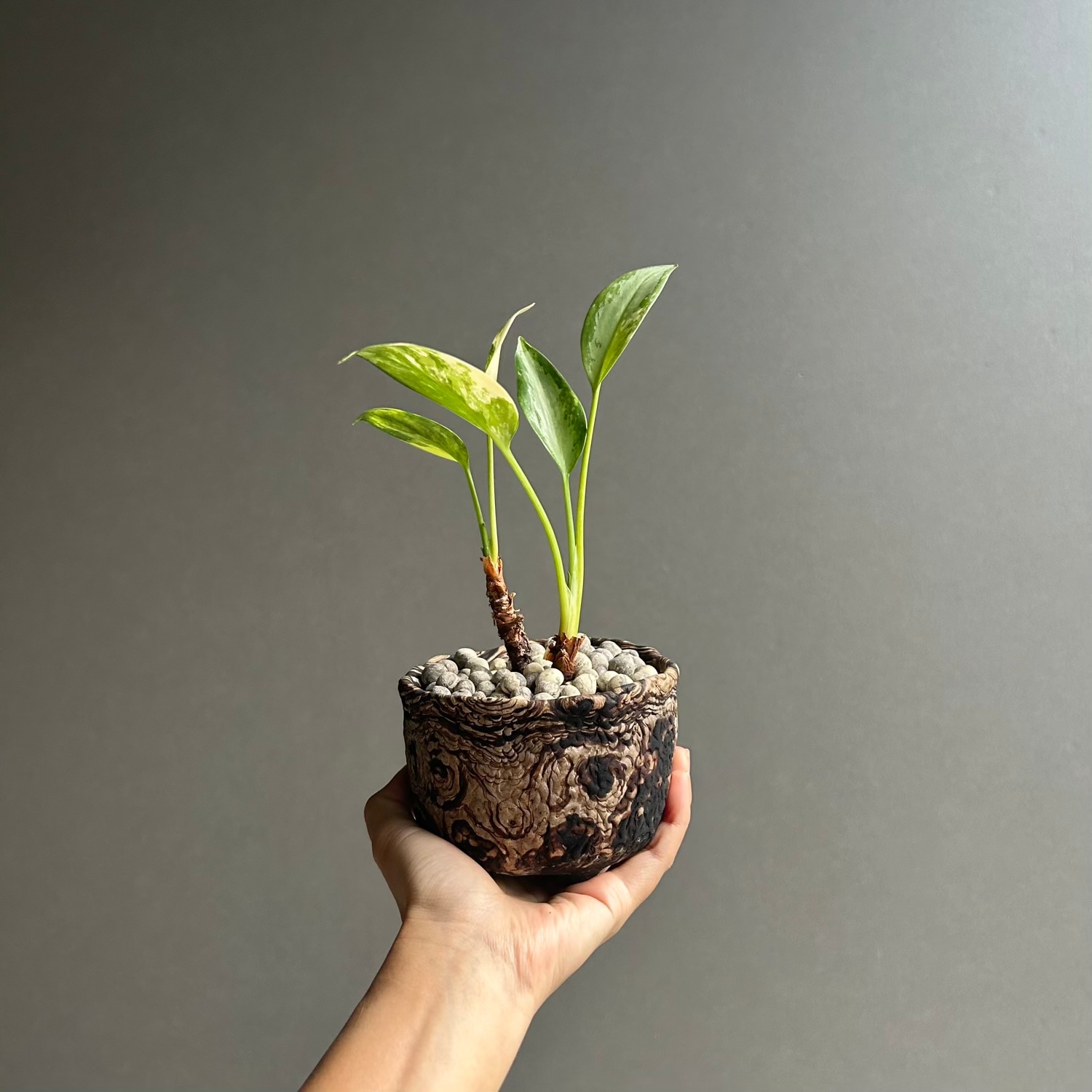 アグラオネマ スワンナプーム × plantsmonsters Pot｜タイ育種の美しい