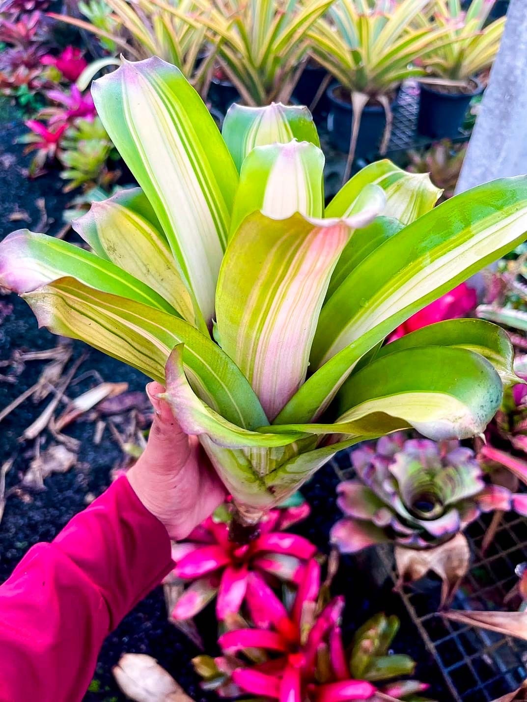 Aechmea 'Frederick Variegated｜エクメアの一株｜SHOUCHIKU-EN