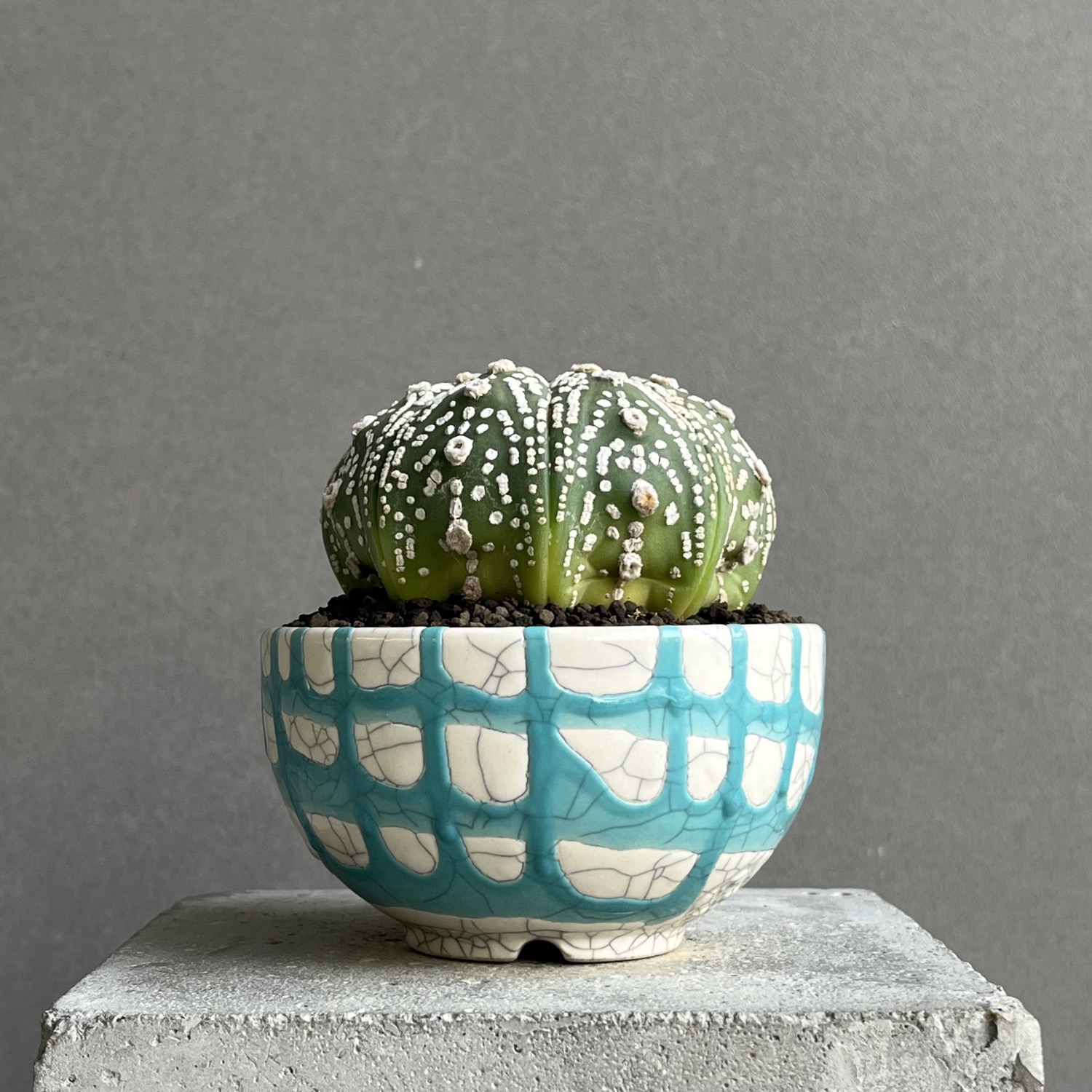 アストロフィツム 兜丸 Astrophytum asterias サボテン 有星類