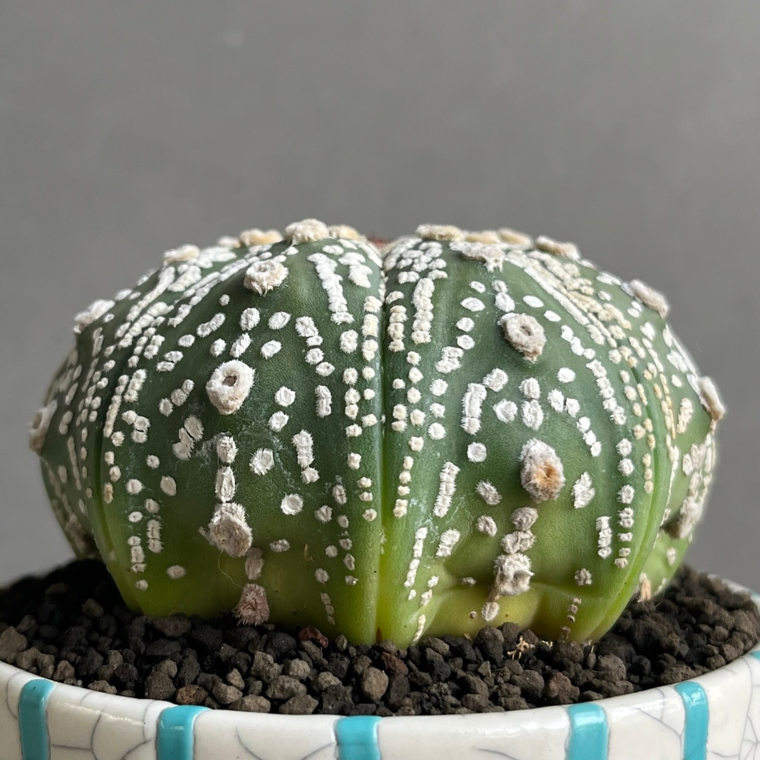 アストロフィツム 兜丸 Astrophytum asterias サボテン 有星類
