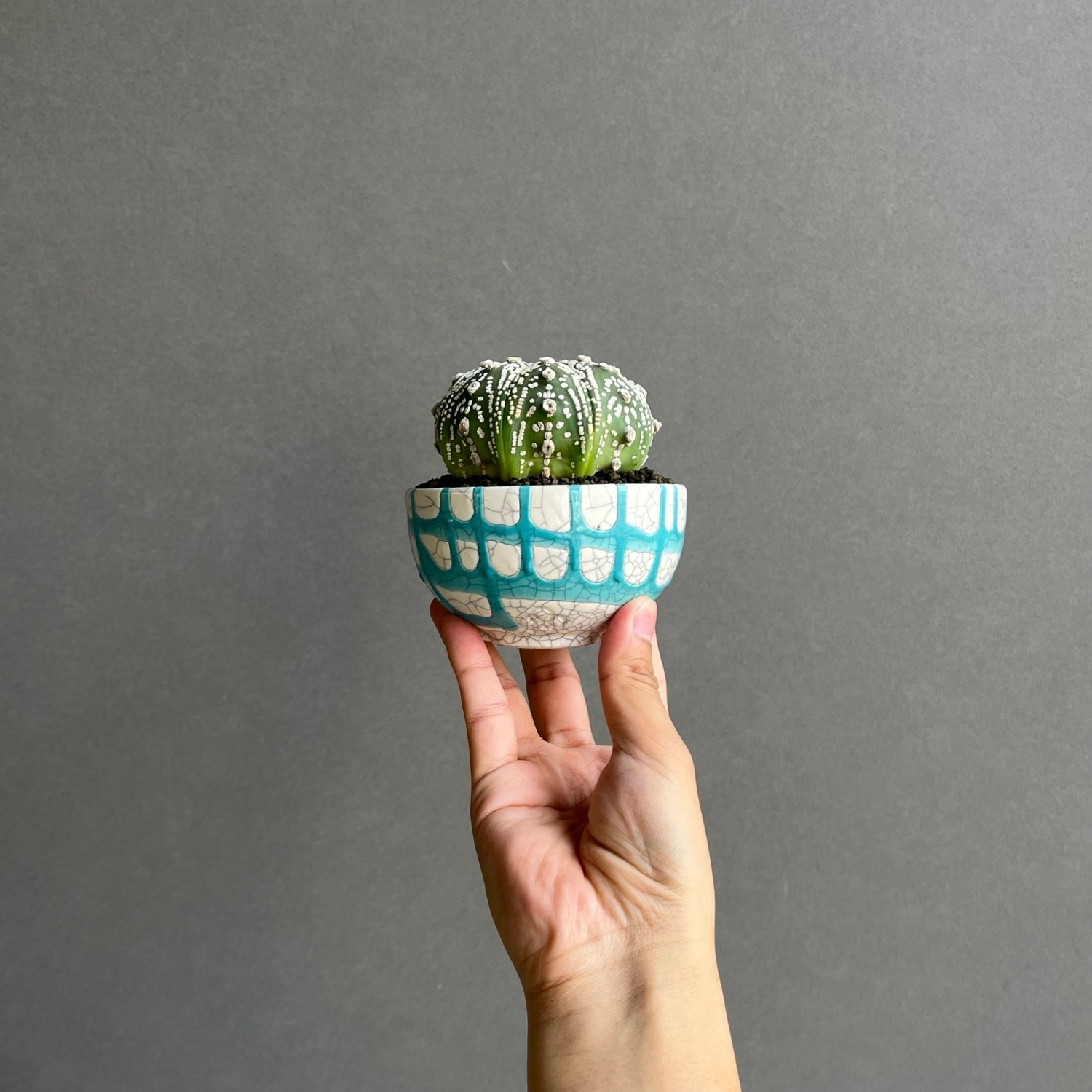 アストロフィツム兜丸 Astrophytum asterias アストロフィツム 兜丸錦