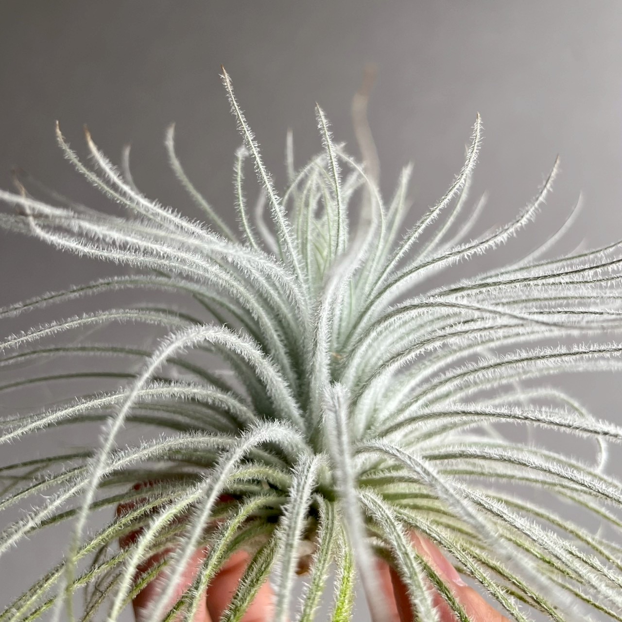 ティランジア テクトラム｜Tillandsia tectorum エアプランツ