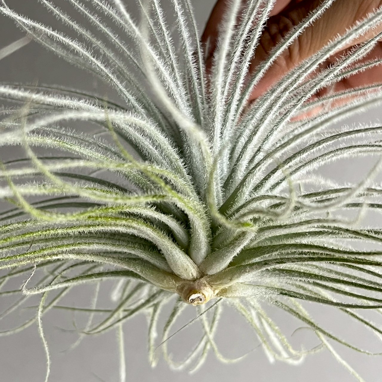 ティランジア テクトラム｜Tillandsia tectorum エアプランツ