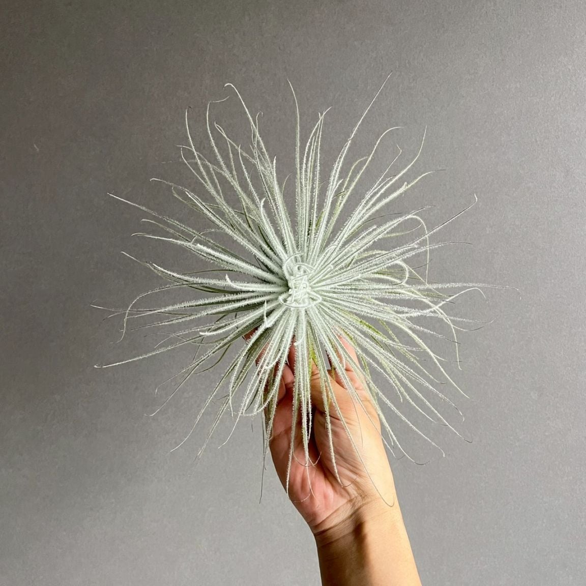 ティランジア テクトラム｜Tillandsia tectorum エアプランツ
