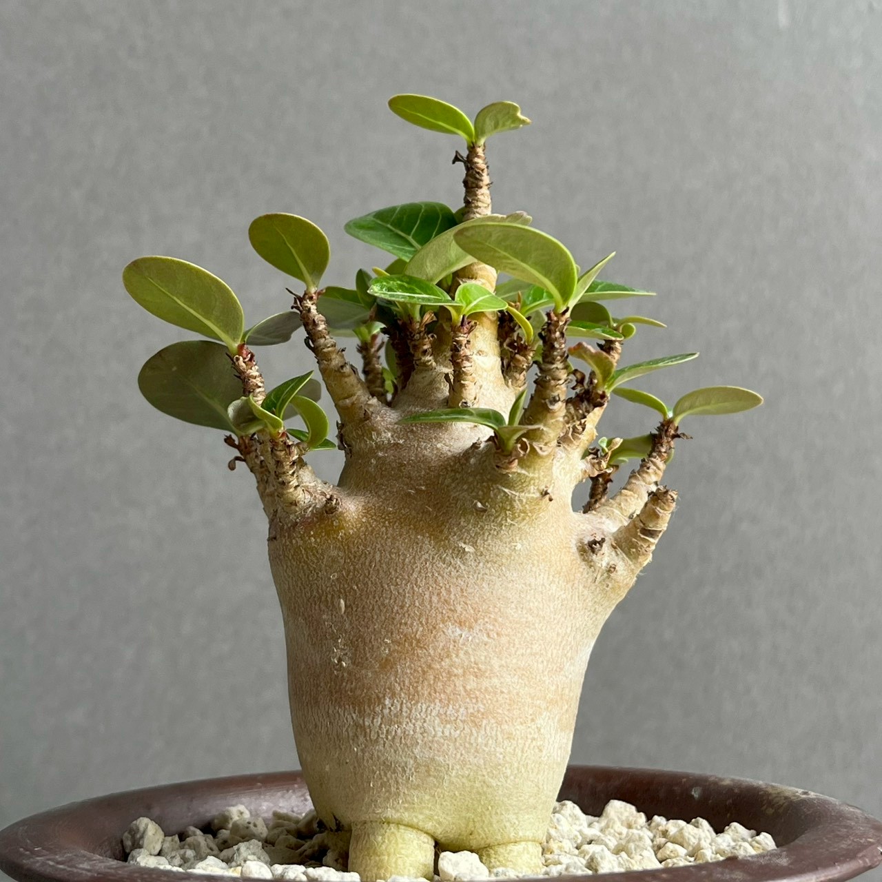 アデニウム アラビカム スーパードワーフ ブラック｜黒肌が美しい希少