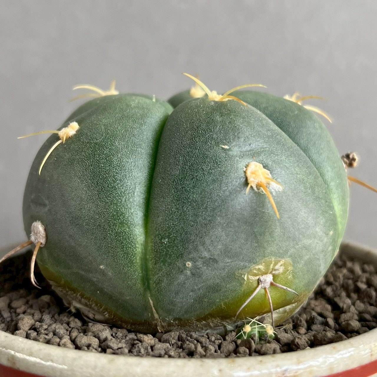 ギムノカリキウム 聖王丸 Gymnocalycium buenekeri｜美しい稜と花を