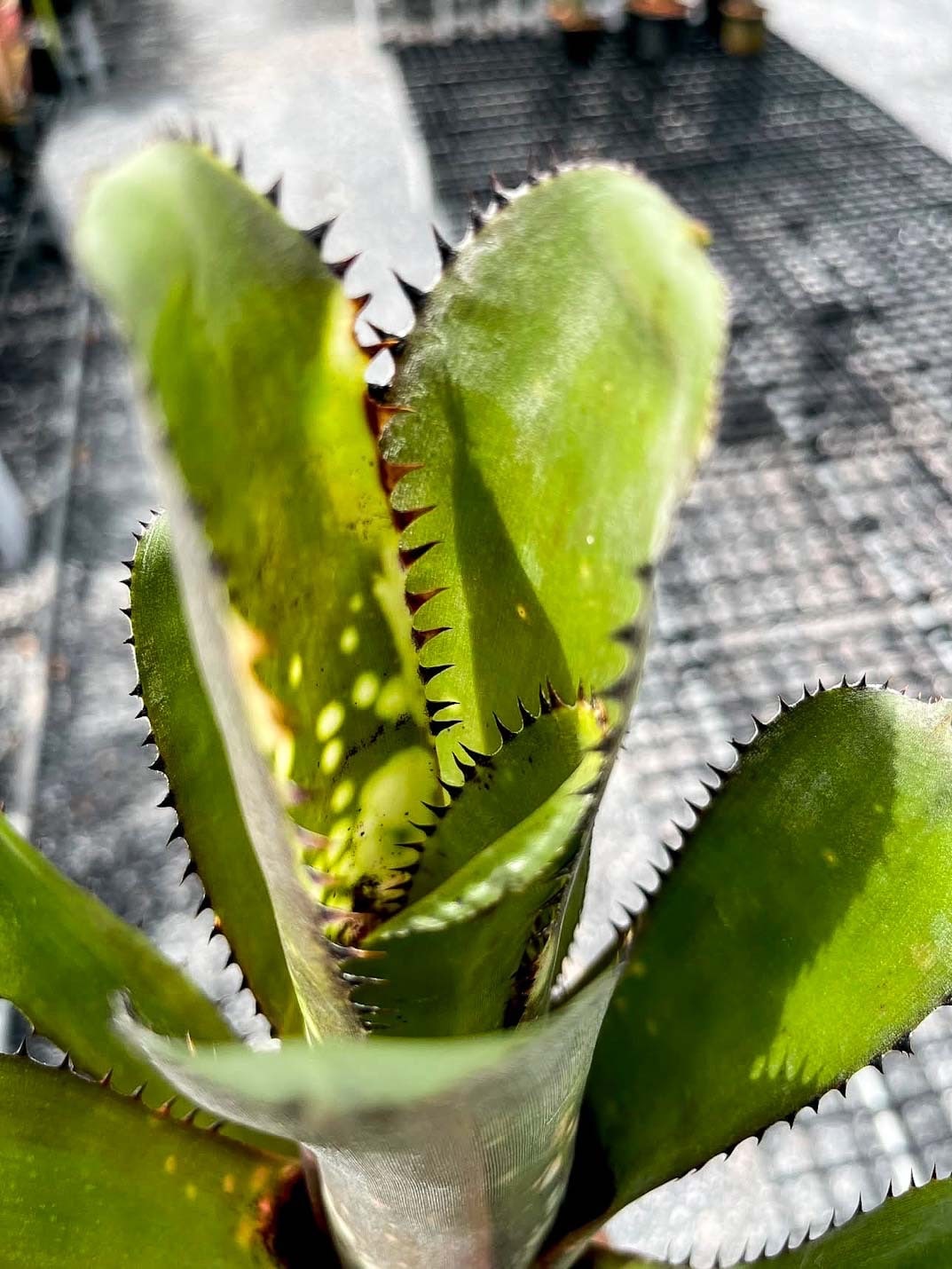 Billbergia Waxing Gibbous　ビルベルギア Billbergia Waxing Gibbous｜ビルベルギアの一株｜SHOUCHIKU-EN