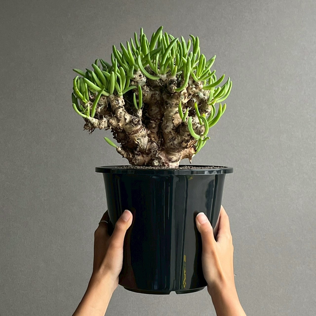チレコドンレティキュラーツス　塊根植物 チレコドン レティキュラーツス 万物想｜Tylecodon reticulatus 塊根