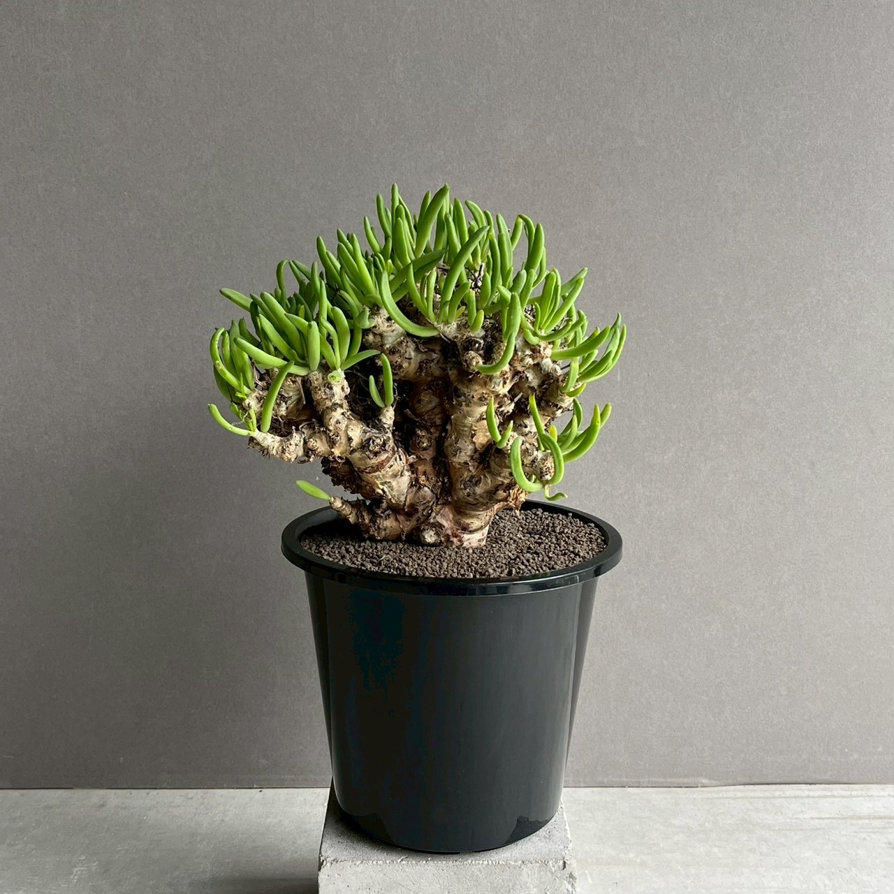 万物想　チレコドン　レティキラーツス　冬型塊根植物 チレコドン レティキュラーツス 万物想｜Tylecodon reticulatus 塊根