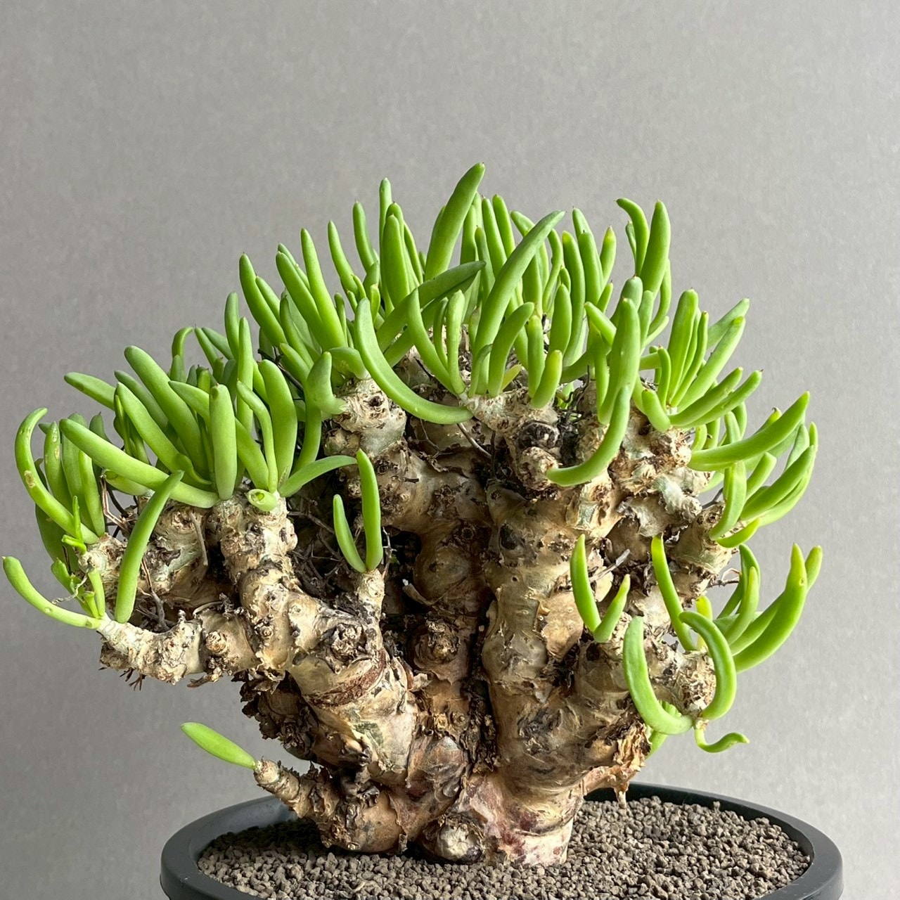チレコドン レティキュラーツス 万物想｜Tylecodon reticulatus 塊根