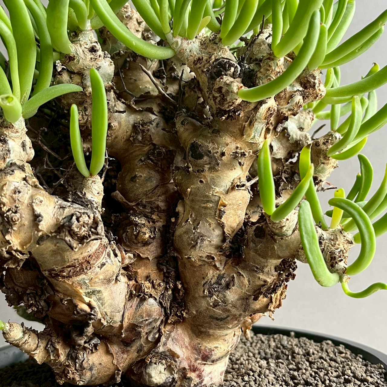 チレコドン レティキュラーツス 万物想｜Tylecodon reticulatus 塊根