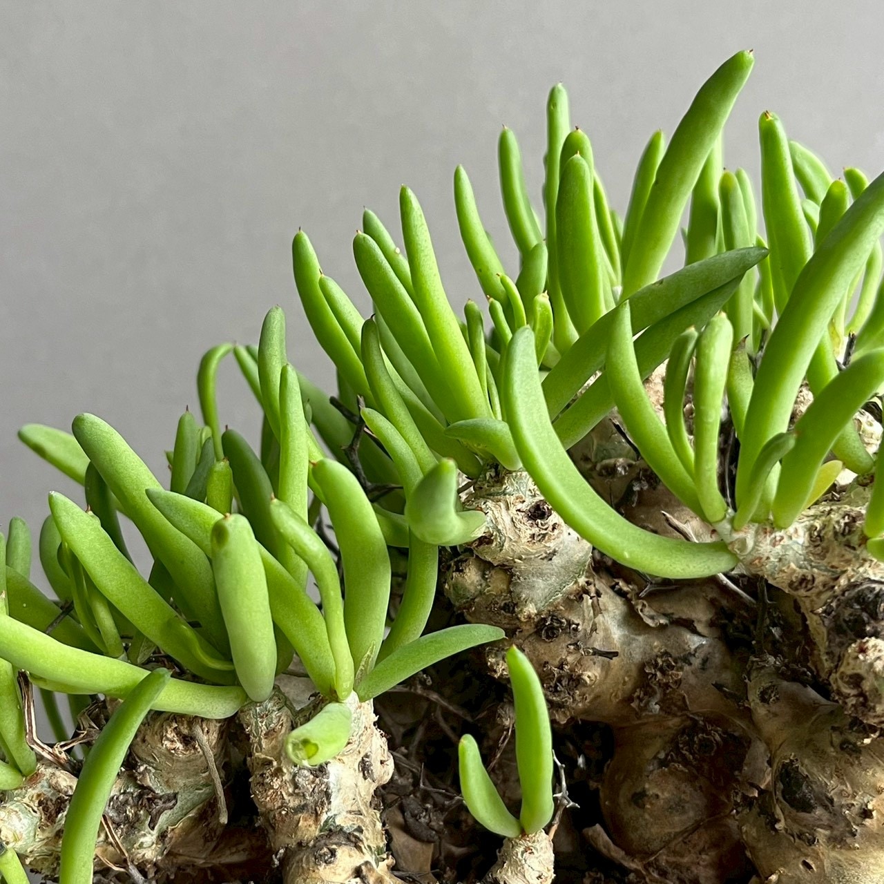 チレコドン レティキュラーツス 万物想｜Tylecodon reticulatus 塊根