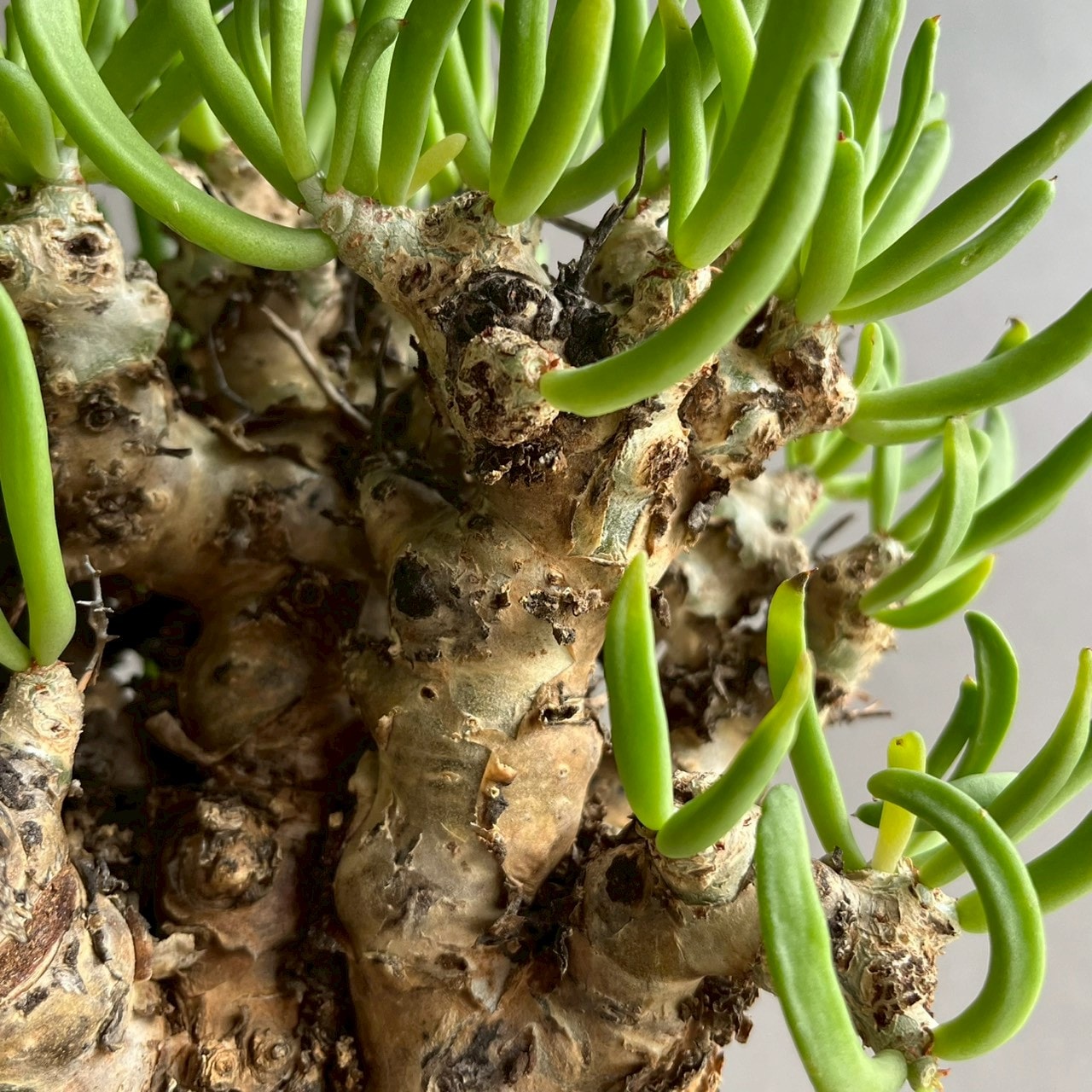 チレコドン レティキュラーツス 万物想｜Tylecodon reticulatus 塊根