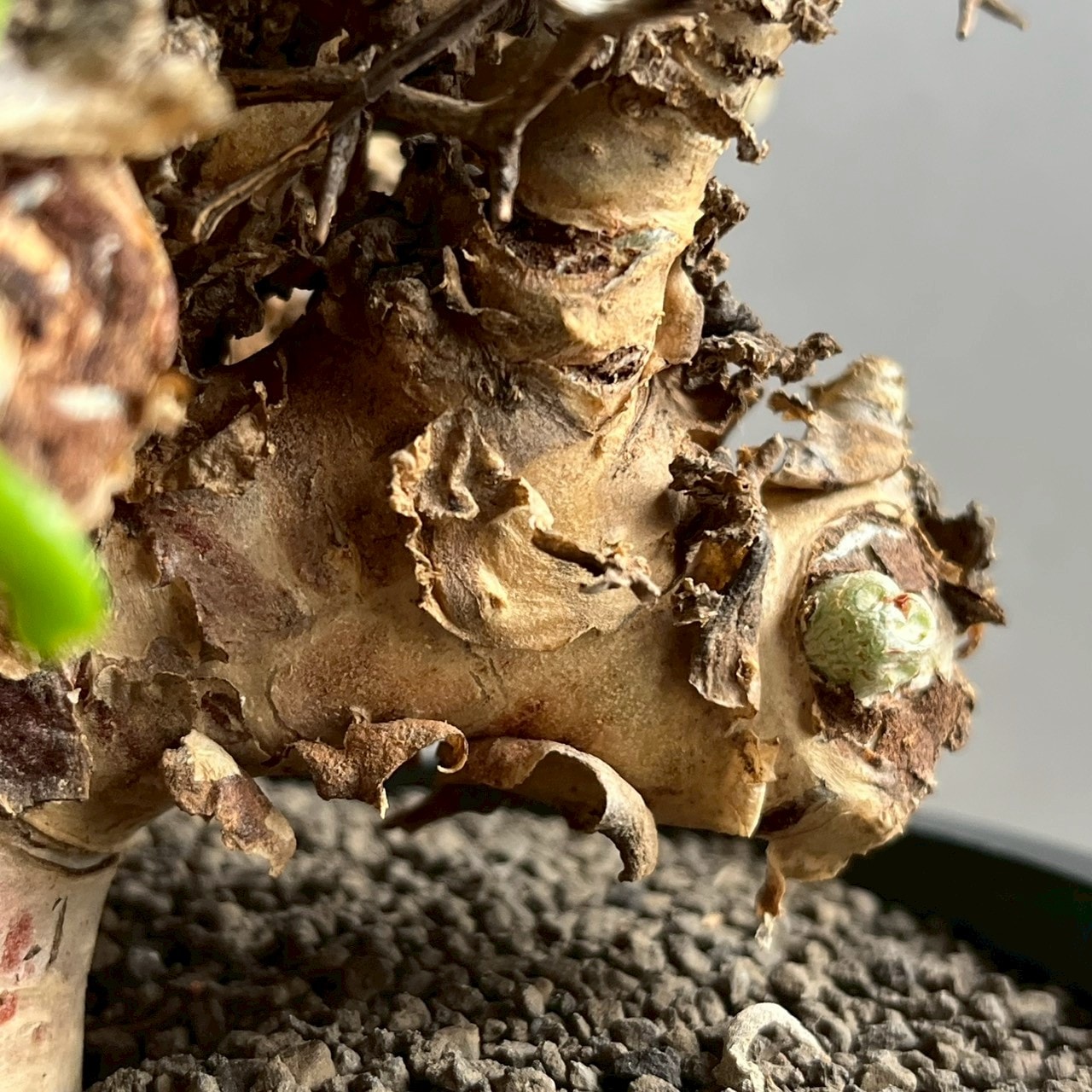 チレコドン レティキュラーツス 万物想｜Tylecodon reticulatus 塊根
