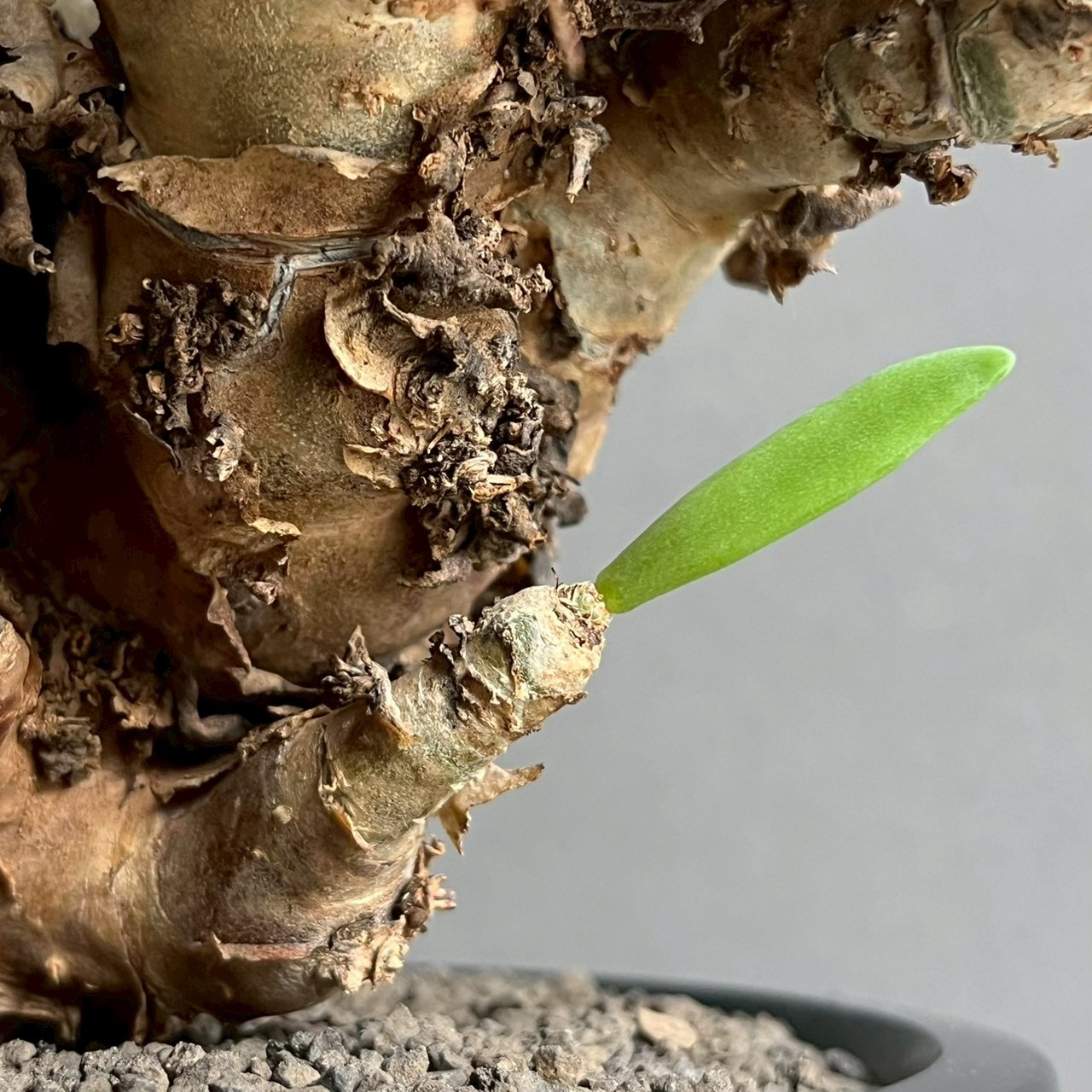 チレコドン レティキュラーツス 万物想｜Tylecodon reticulatus 塊根