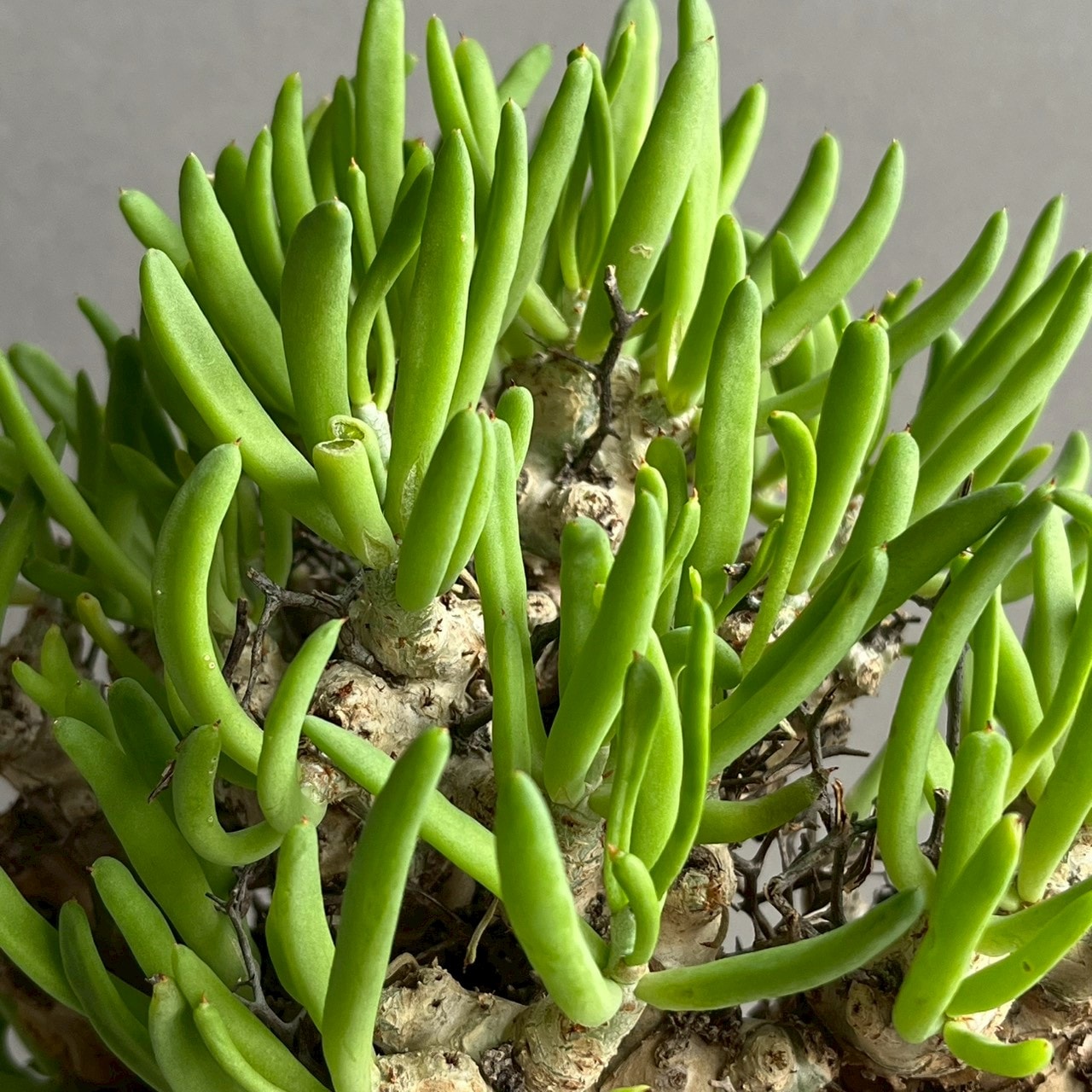 チレコドン レティキュラーツス 万物想｜Tylecodon reticulatus 塊根