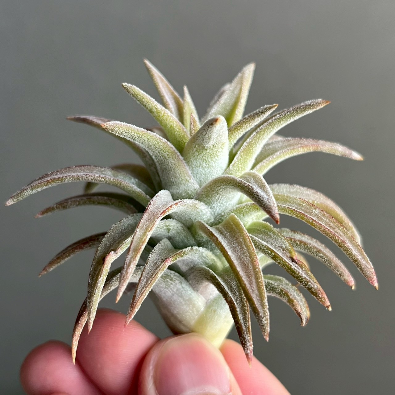 ティランジア バンハイニンギー “ジャンボ” Tillandsia vanhyningii