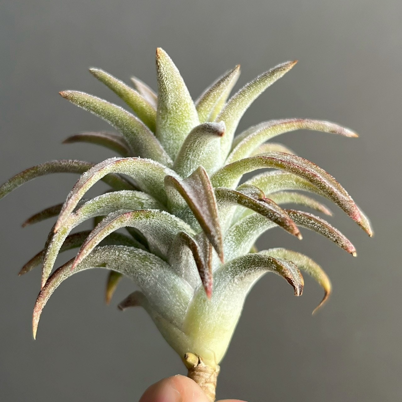ティランジア バンハイニンギー “ジャンボ” Tillandsia vanhyningii