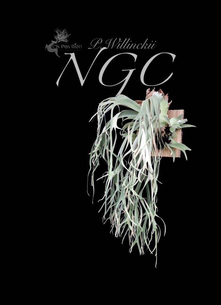 ビカクシダ ウィリンキー cv. NGC｜ウィリンキーの子株｜SHOUCHIKU-EN
