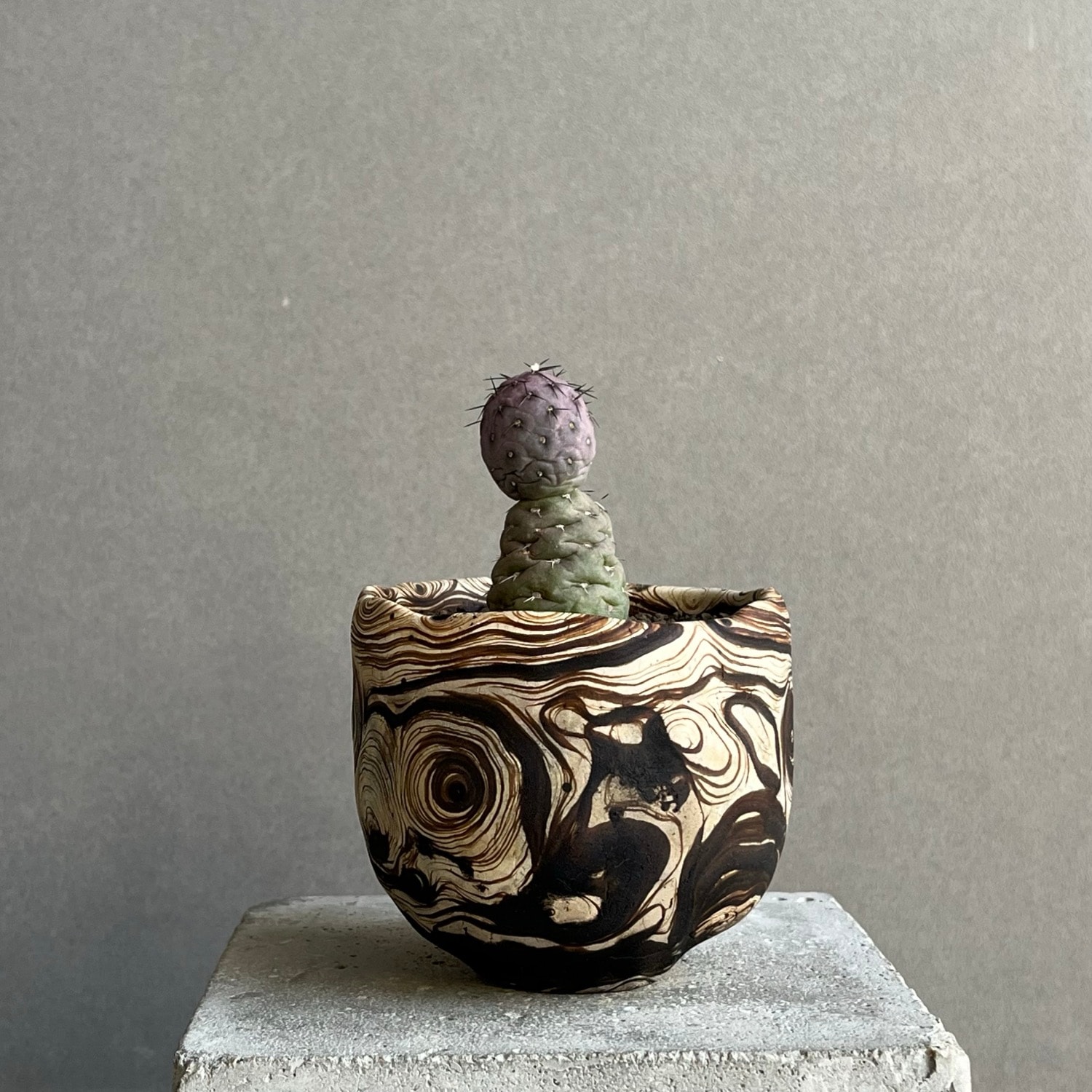 テフロカクタス ゲオメトリクス+ plantsmonsters pot/Tephrocactus