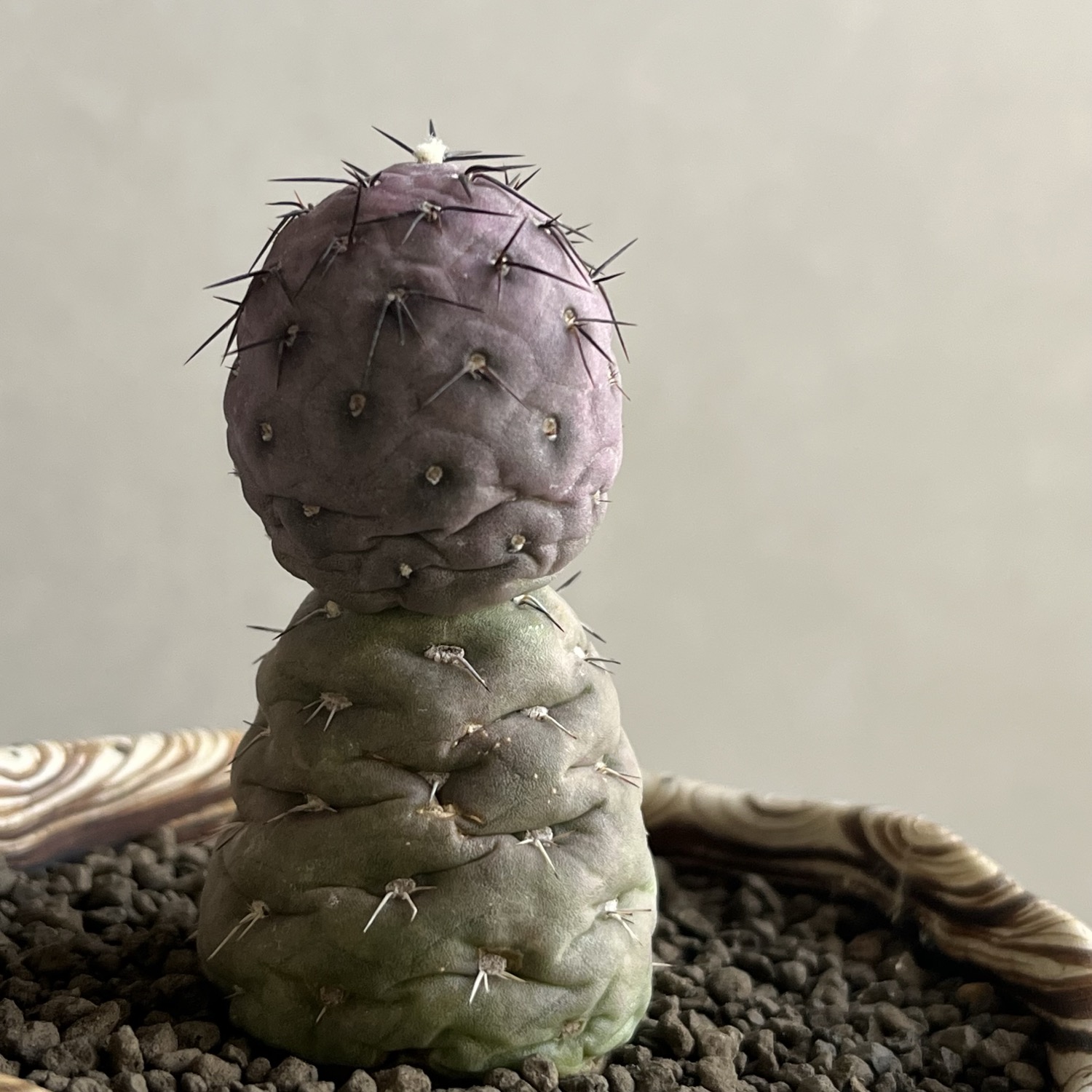 3_000000000425.jpg?1774586809