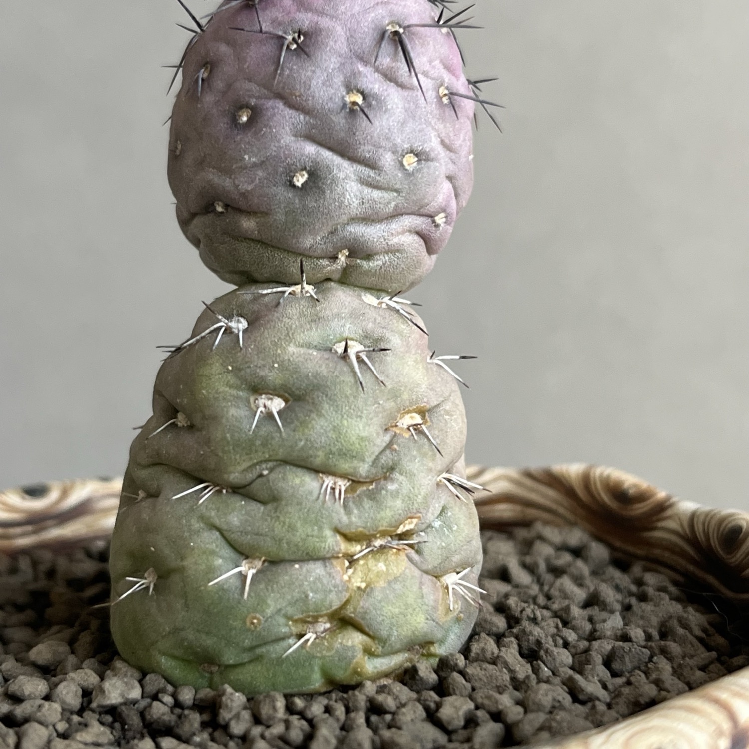 テフロカクタス ゲオメトリクス+ plantsmonsters pot/Tephrocactus