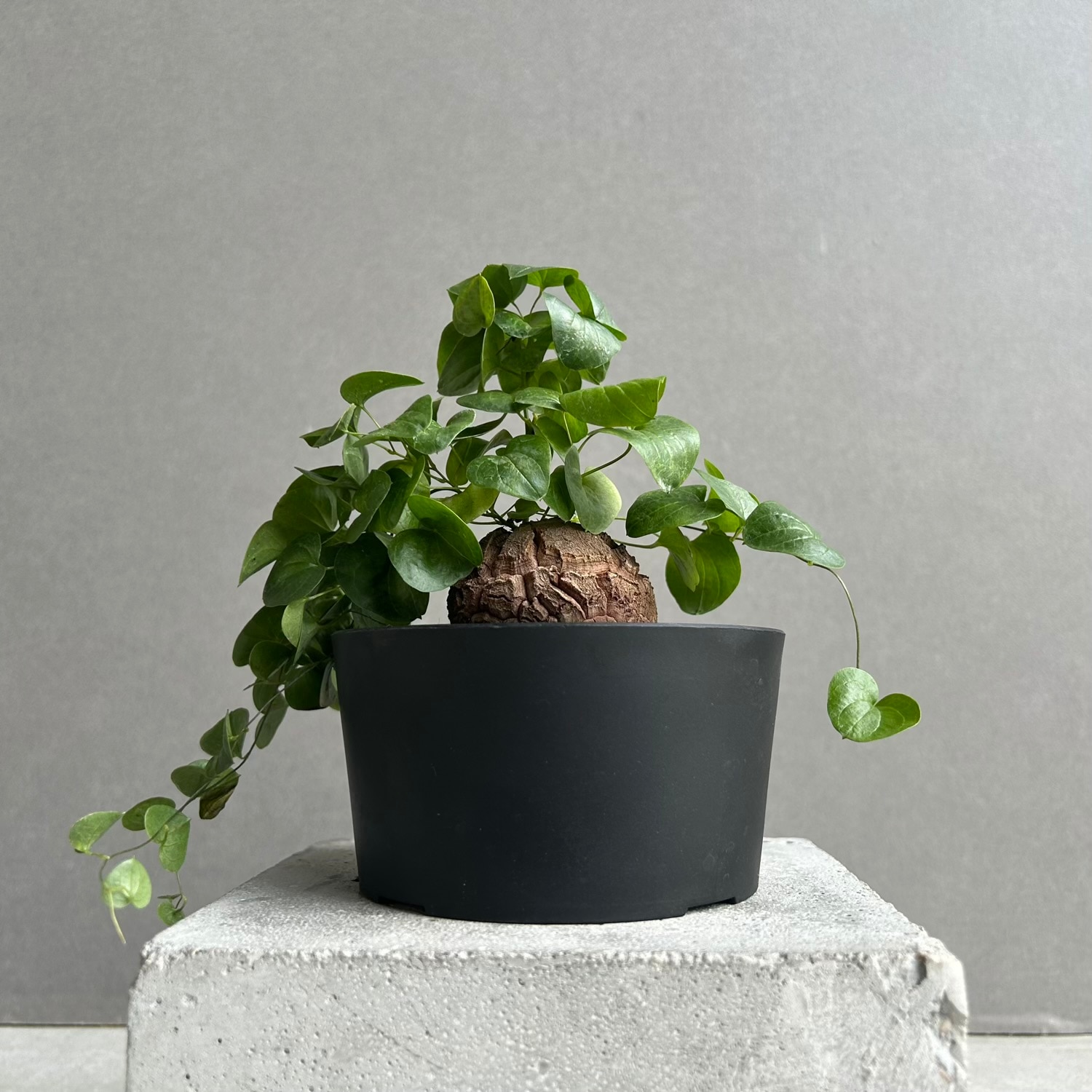Dioscorea elephantipes ディオスコレア エレファンティペス 亀甲竜