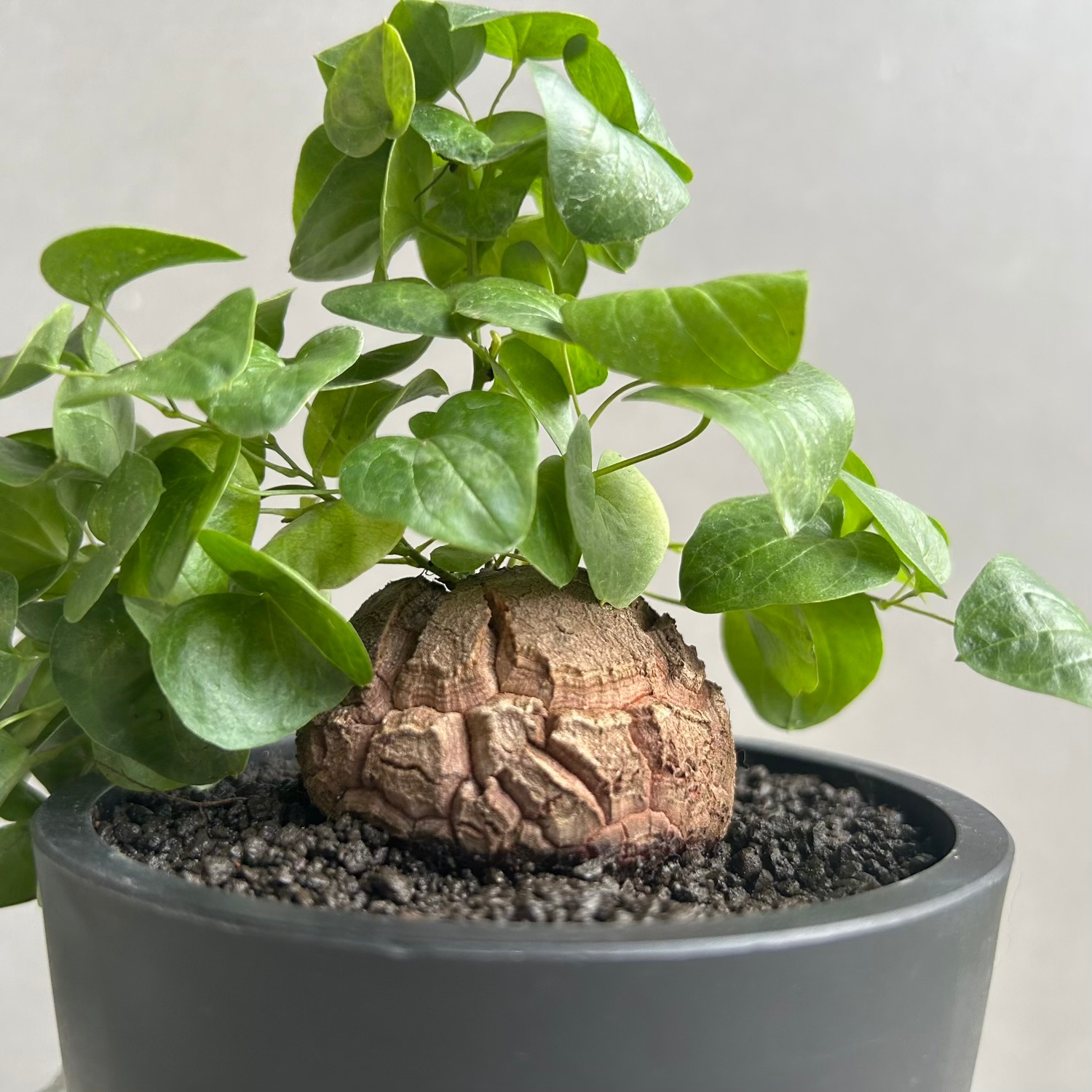 亀甲竜 ディオスコレア エレファンティペス｜Dioscorea elephantipes