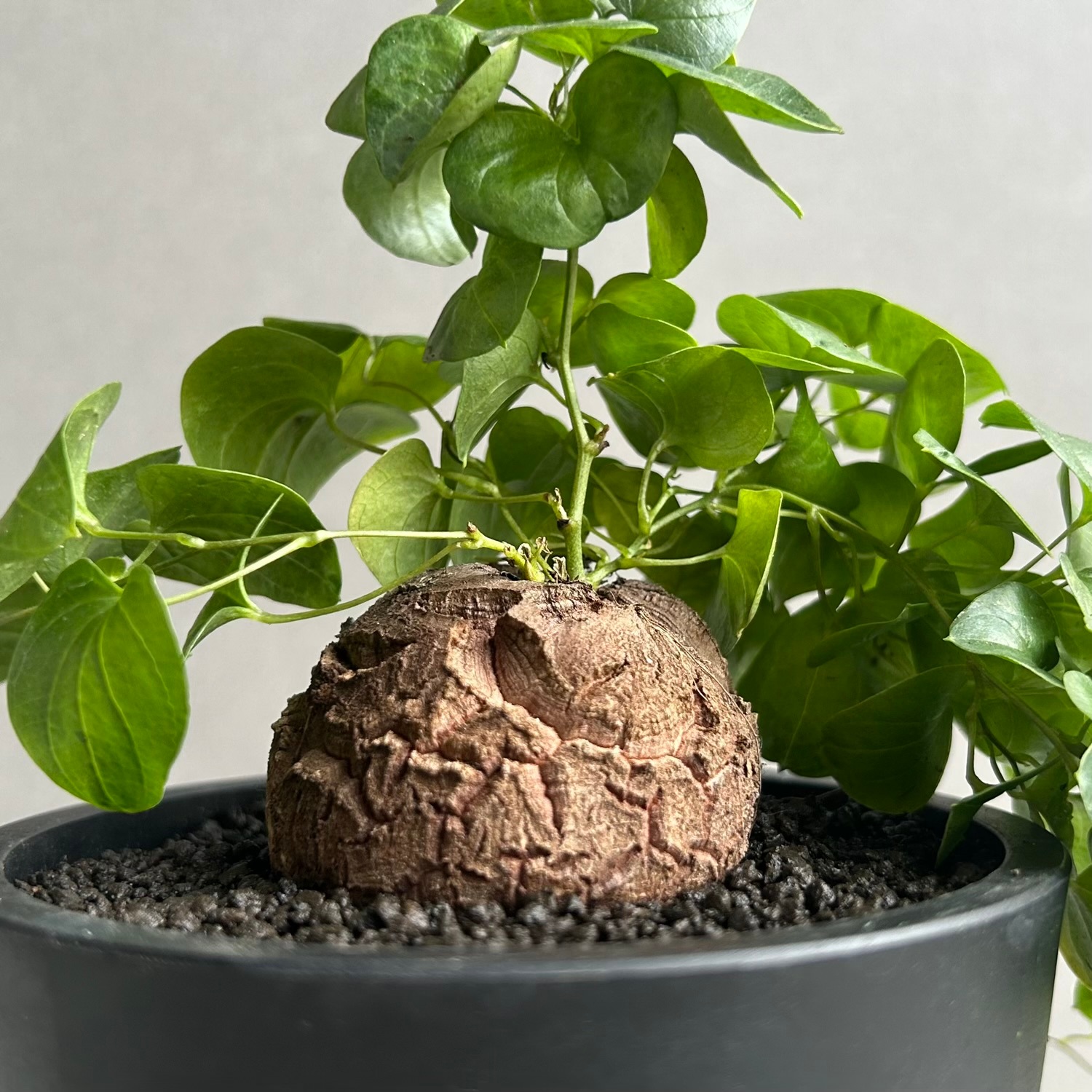 亀甲竜 ディオスコレア エレファンティペス｜Dioscorea elephantipes