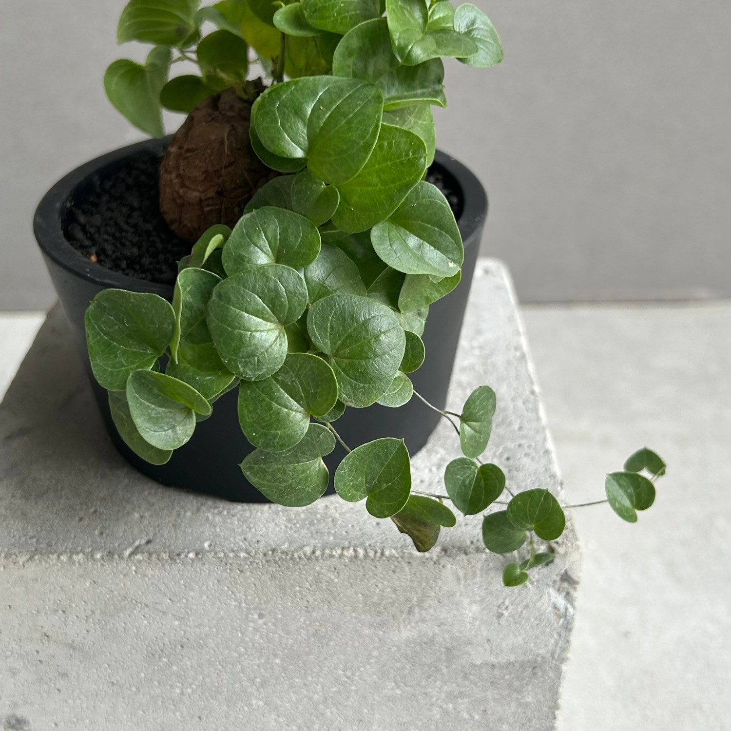 亀甲竜 ディオスコレア エレファンティペス｜Dioscorea elephantipes